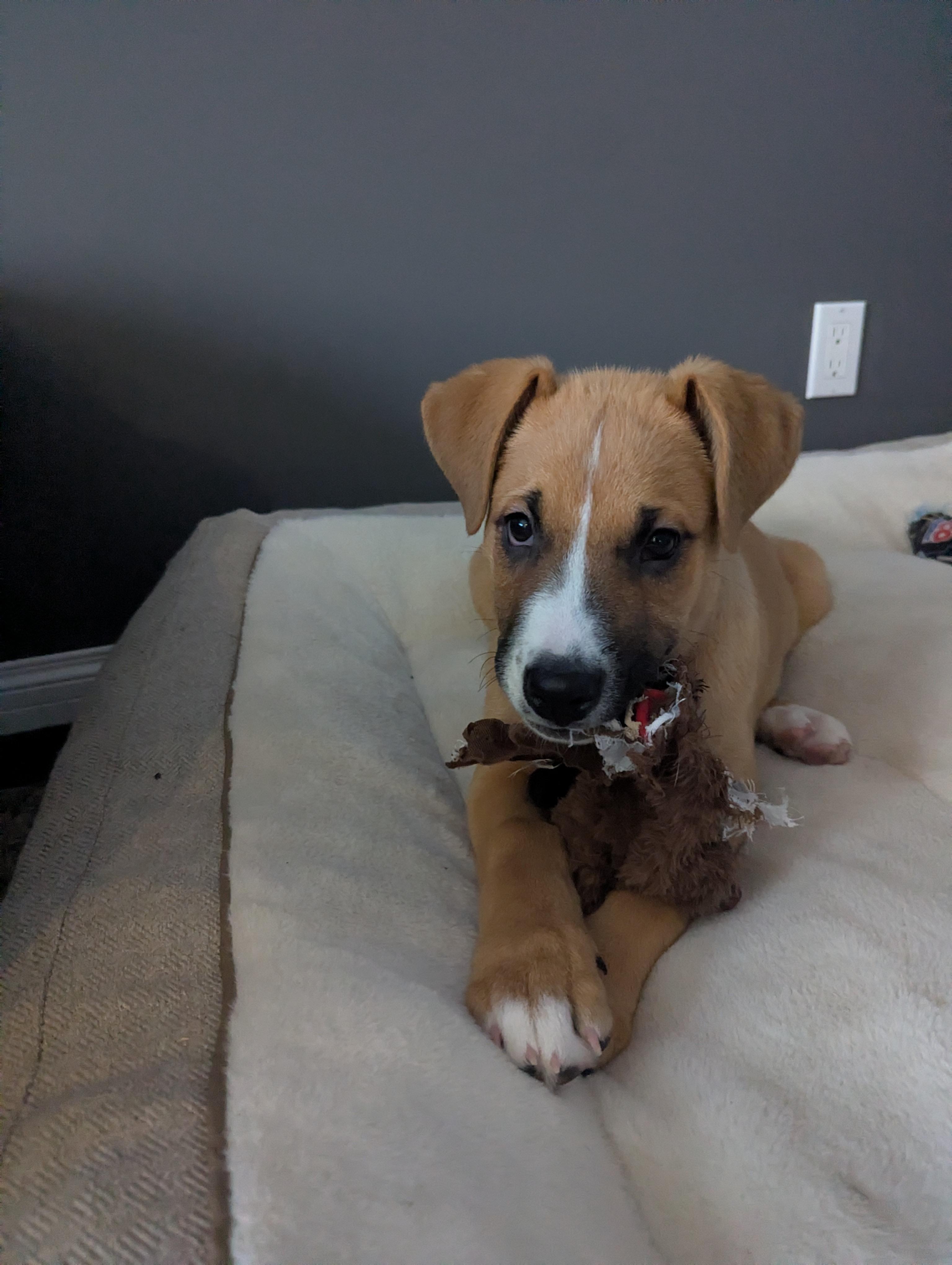 Chili Pepper, a Adoptable mixed breed in Winnipeg, MB image 1/5
