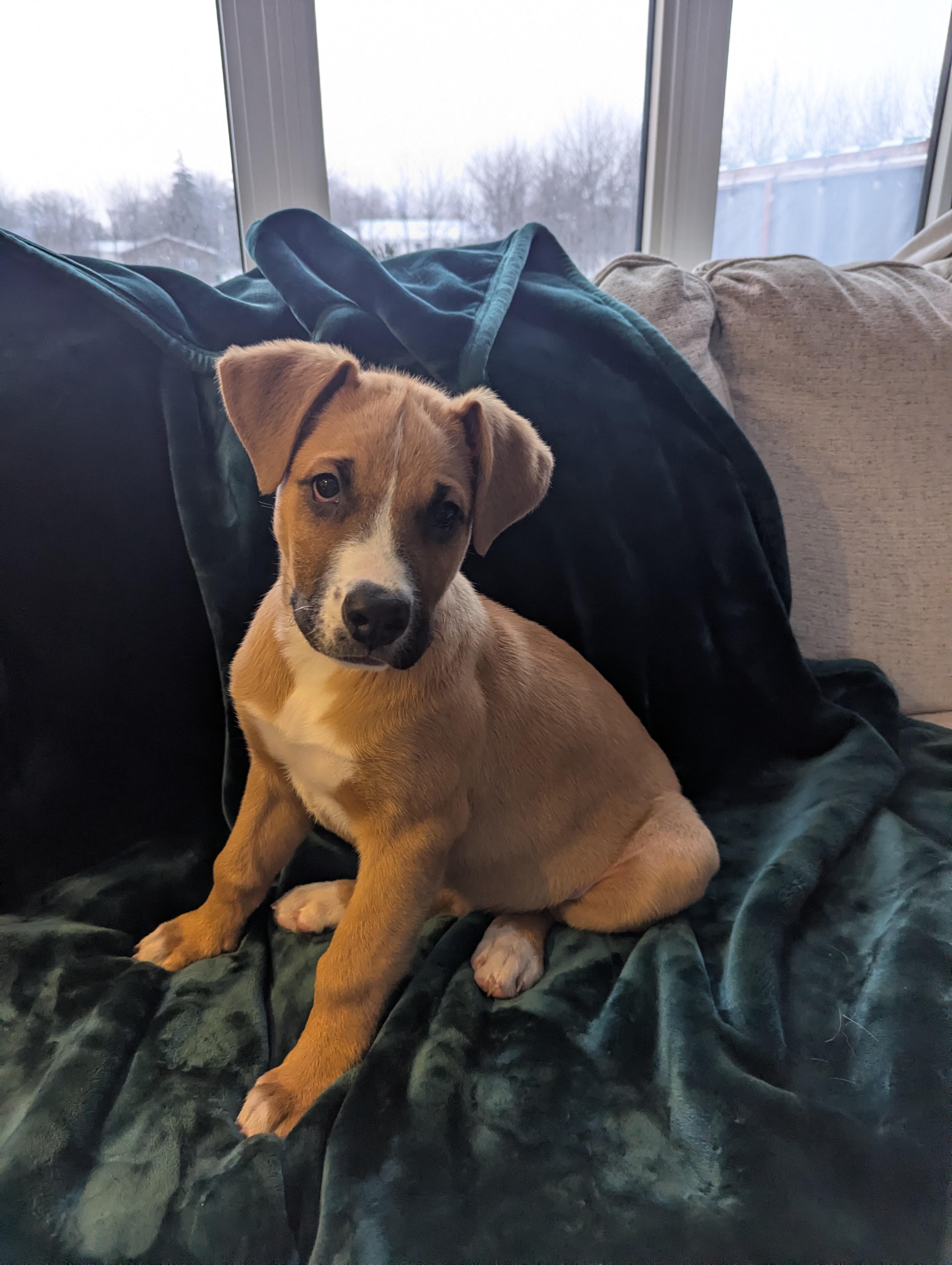 Chili Pepper, a Adoptable mixed breed in Winnipeg, MB image 2/5