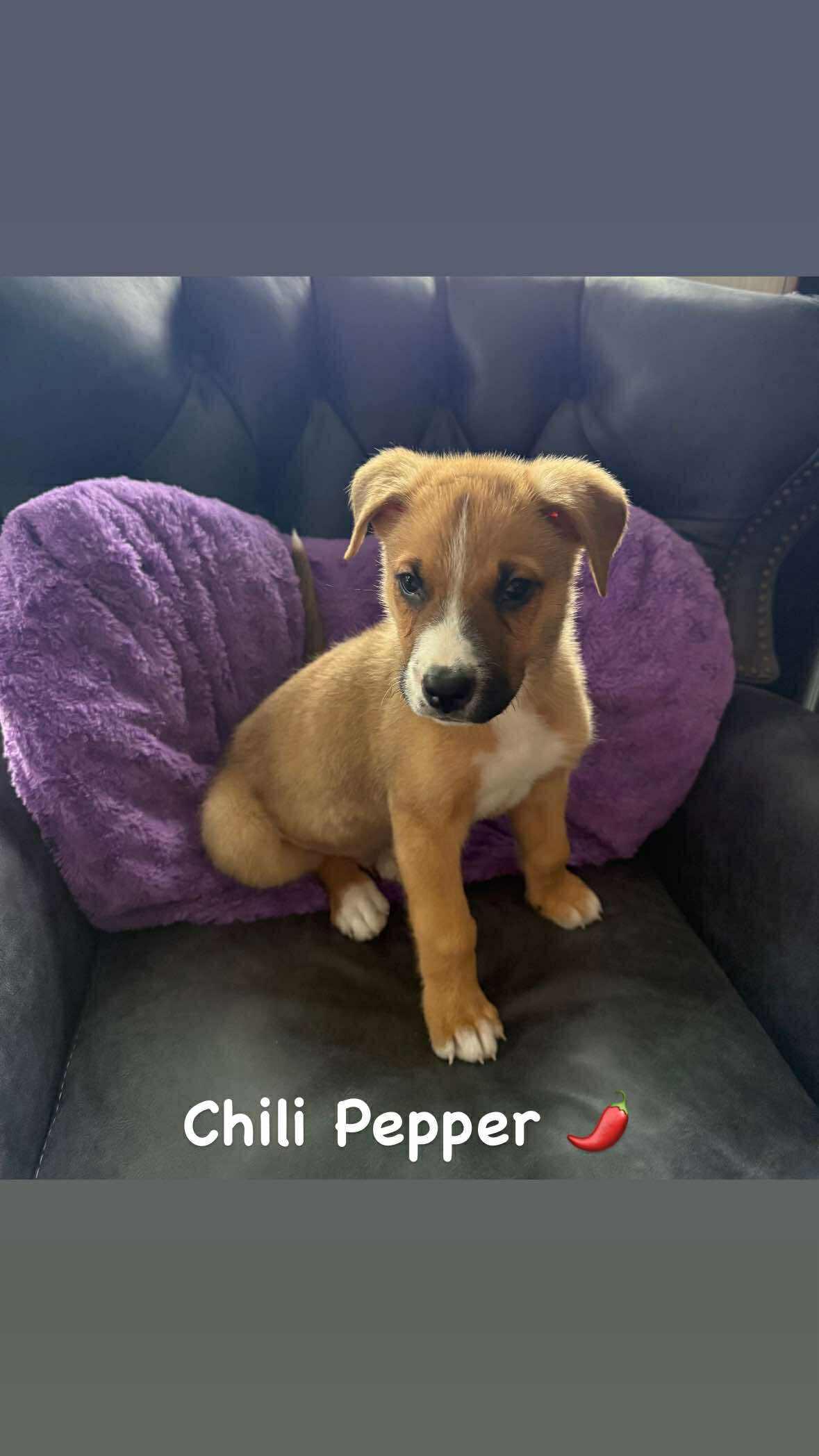 Chili Pepper, an adoptable Shepherd in Winnipeg, MB, R2C 1P2 | Photo Image 4