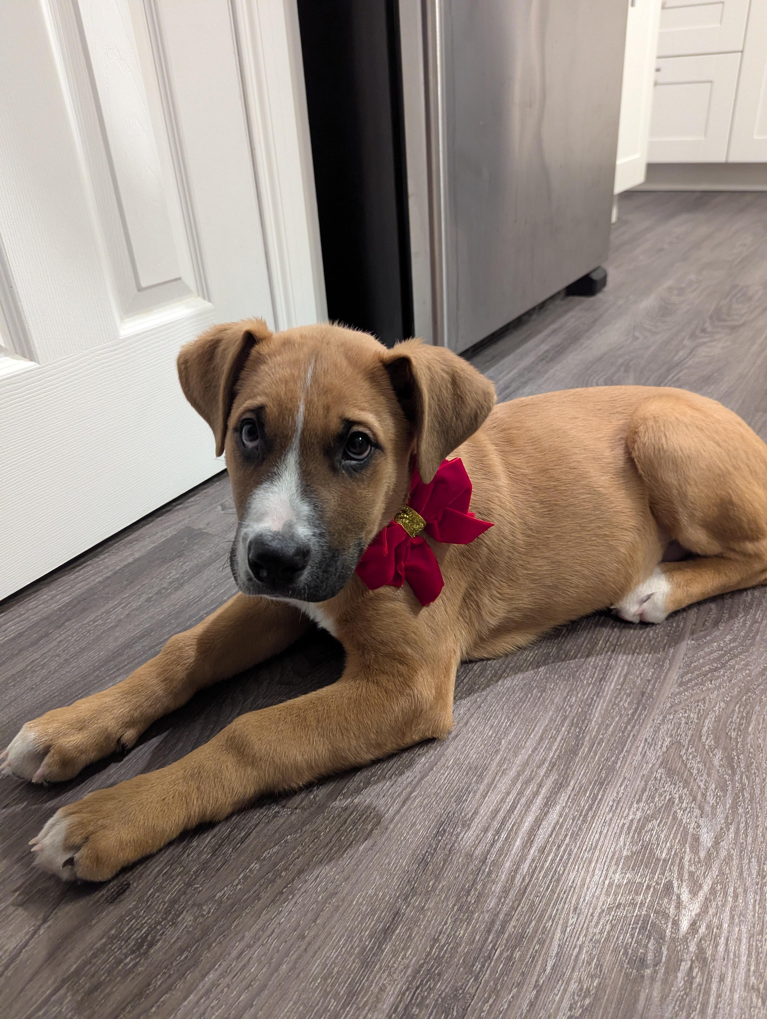 Enlarge Chili Pepper, an adoptable mixed breed in Winnipeg, MB image 3/5