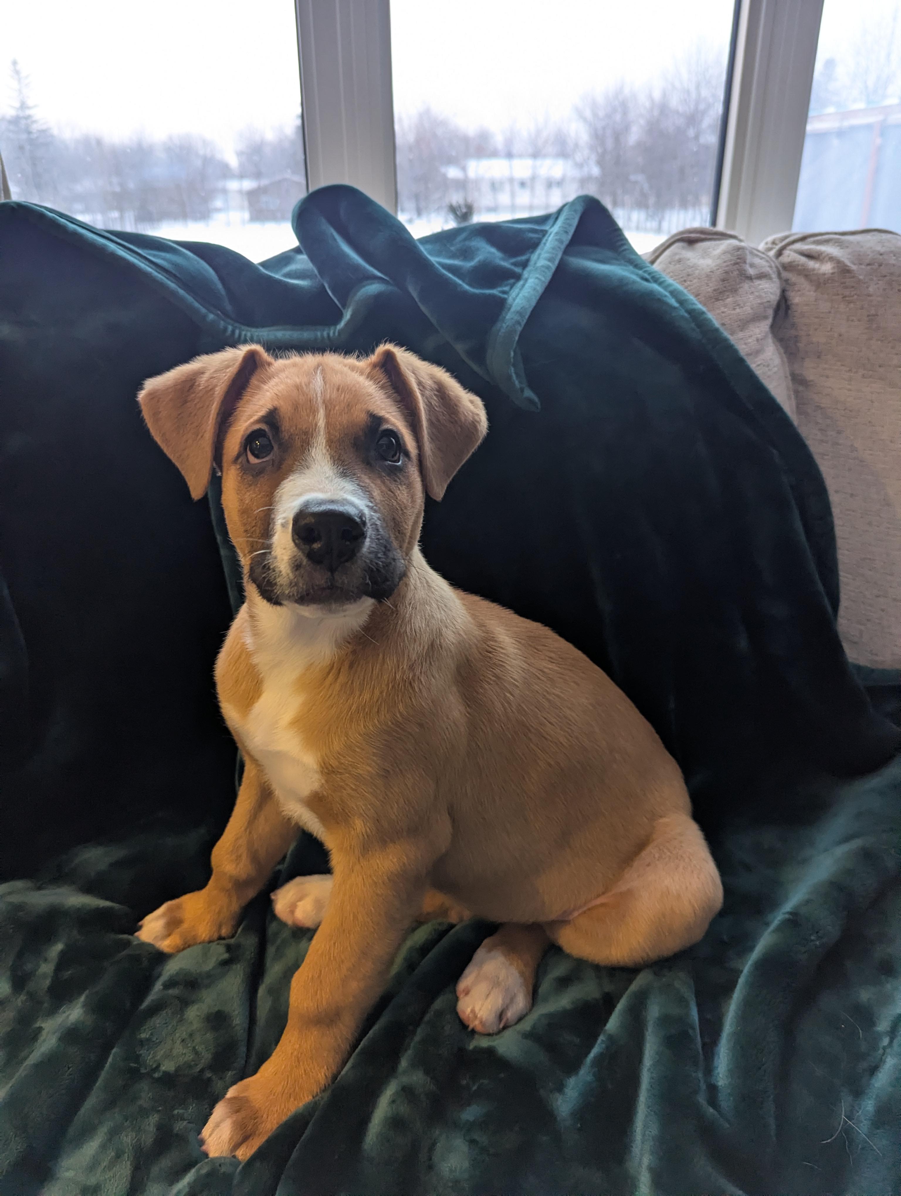 Chili Pepper, a Adoptable mixed breed in Winnipeg, MB image 3/5