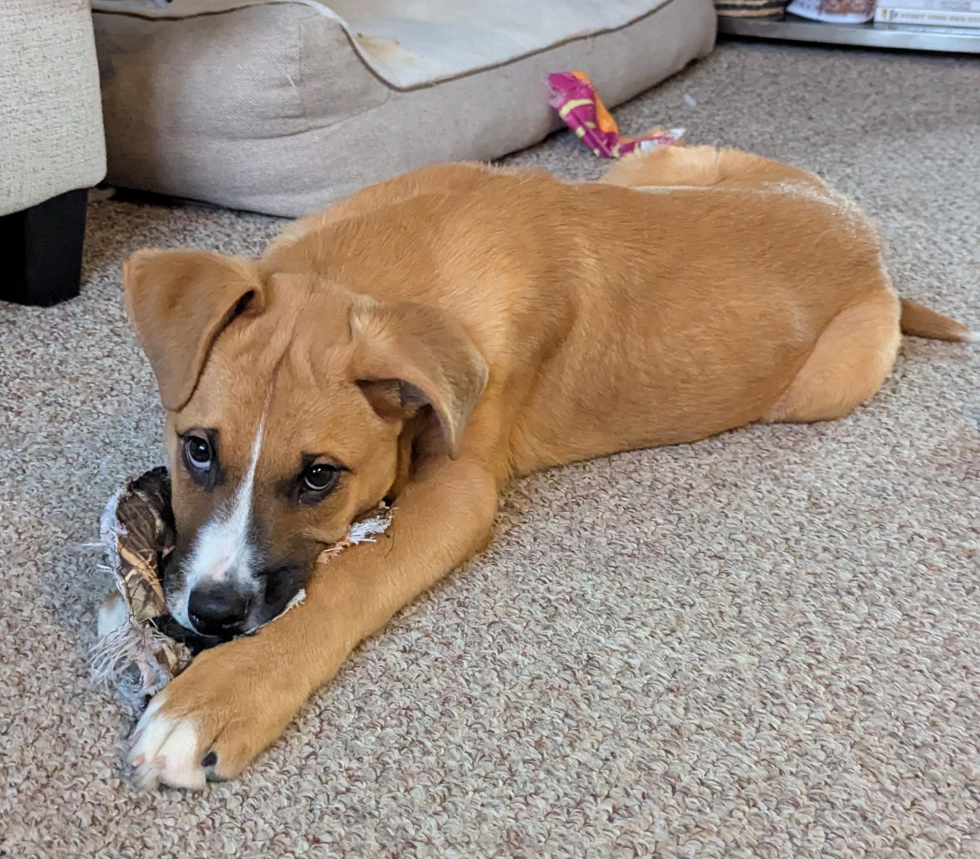 Enlarge Chili Pepper, an adoptable mixed breed in Winnipeg, MB image 2/5