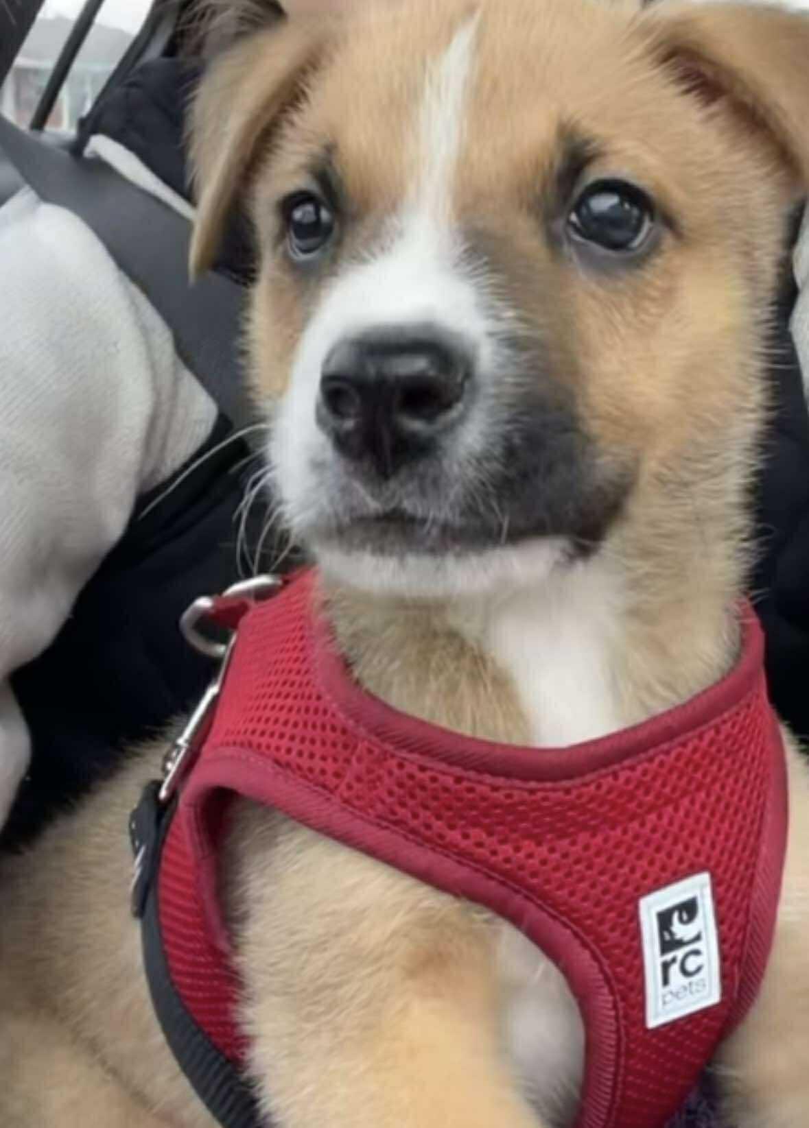 Chili Pepper, an adoptable Shepherd in Winnipeg, MB, R2C 1P2 | Photo Image 1