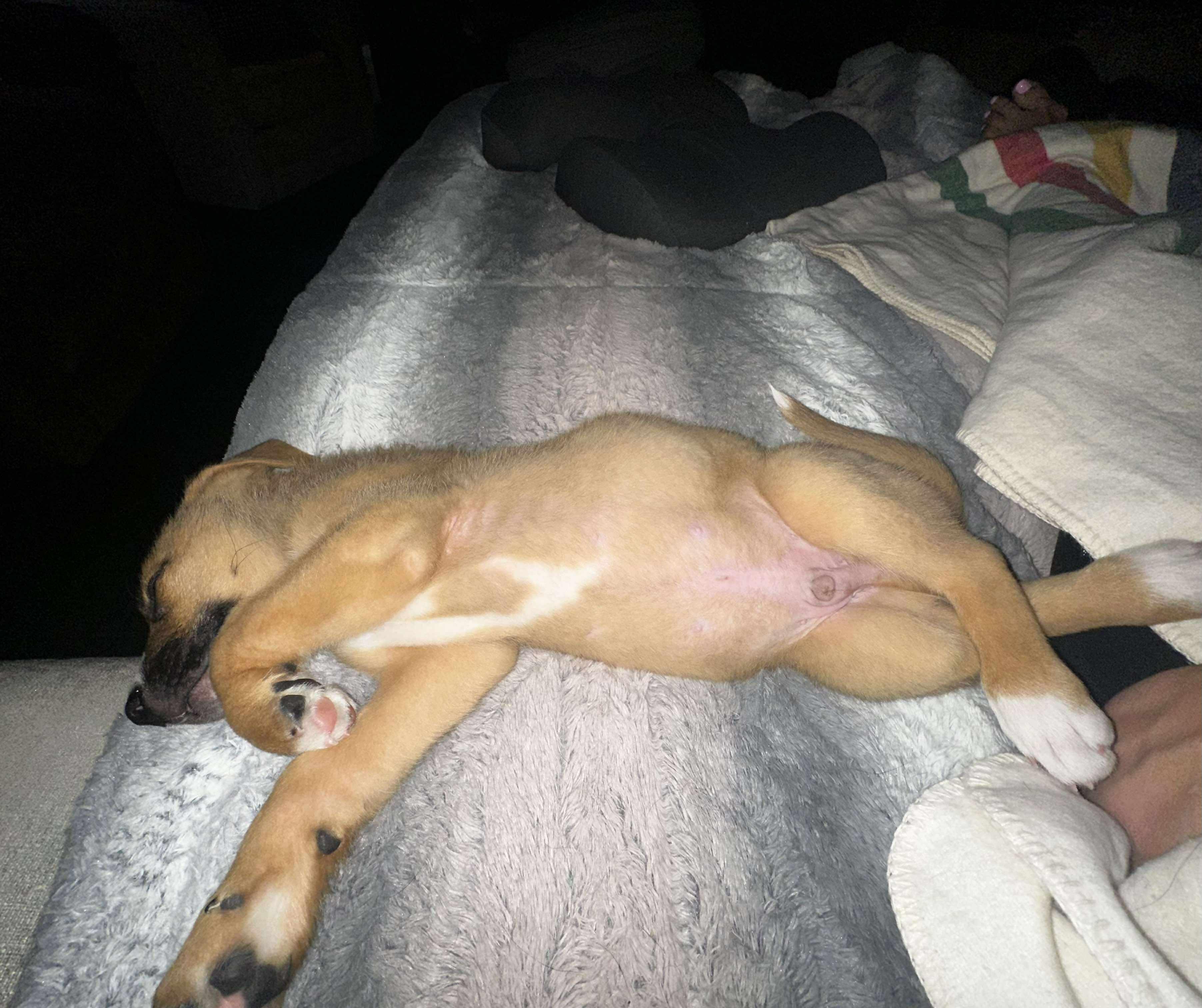 Chili Pepper, an adoptable Shepherd in Winnipeg, MB, R2C 1P2 | Photo Image 5