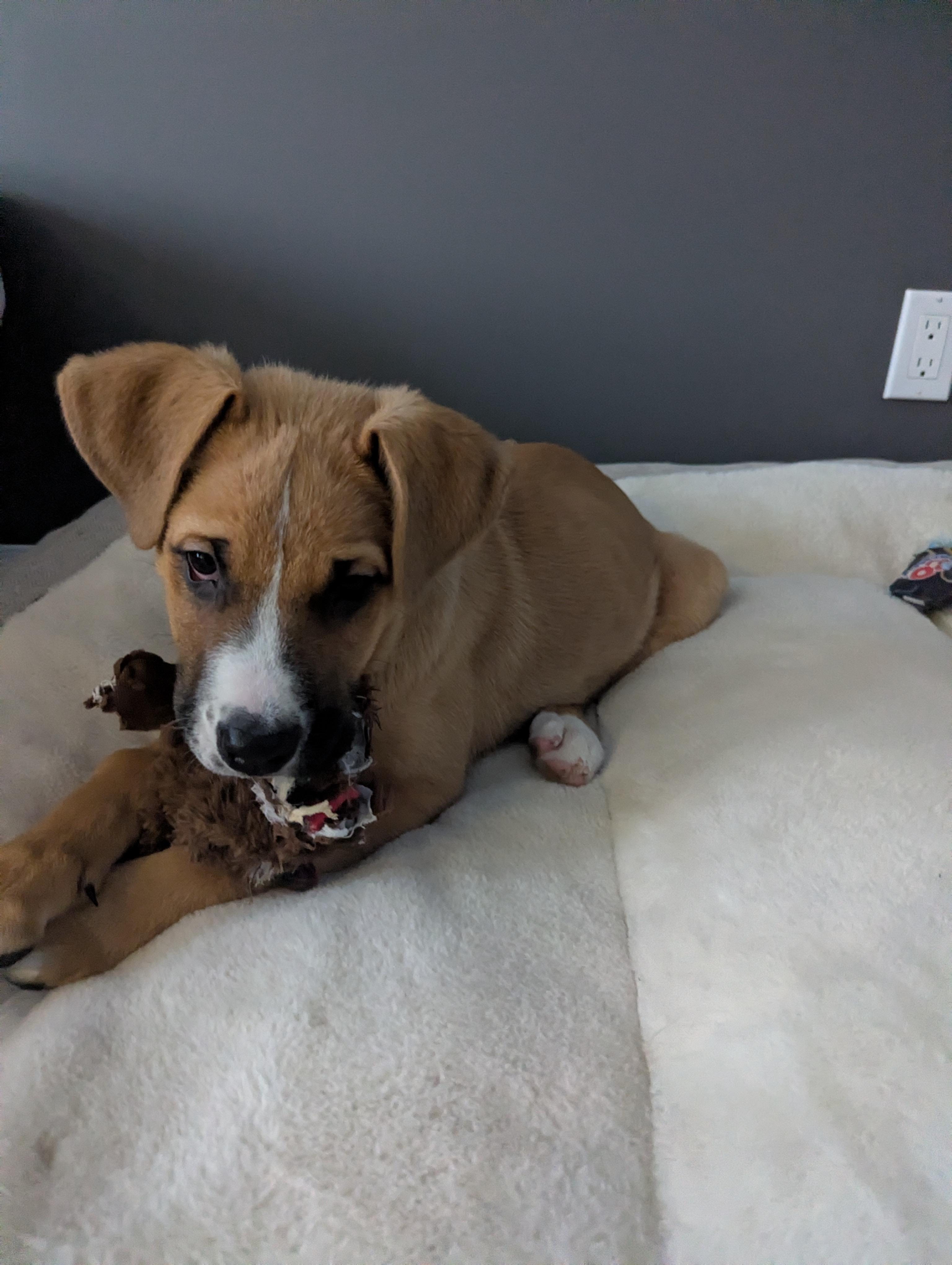 Chili Pepper, a Adoptable mixed breed in Winnipeg, MB image 4/5