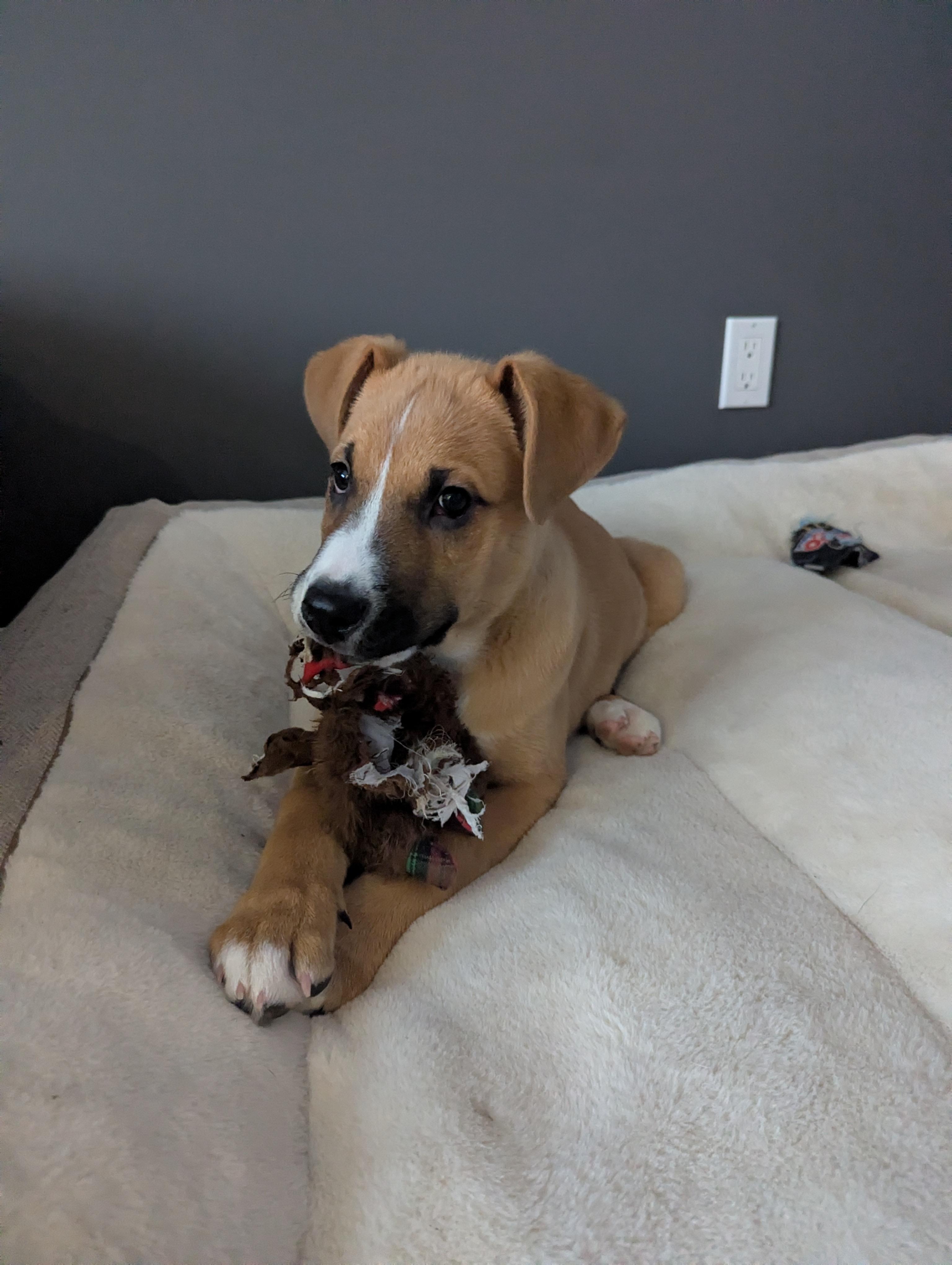 Chili Pepper, a Adoptable mixed breed in Winnipeg, MB image 5/5