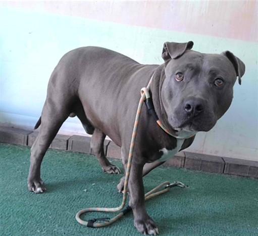BLUE, Adoptable, Adult Male Pit Bull Terrier.