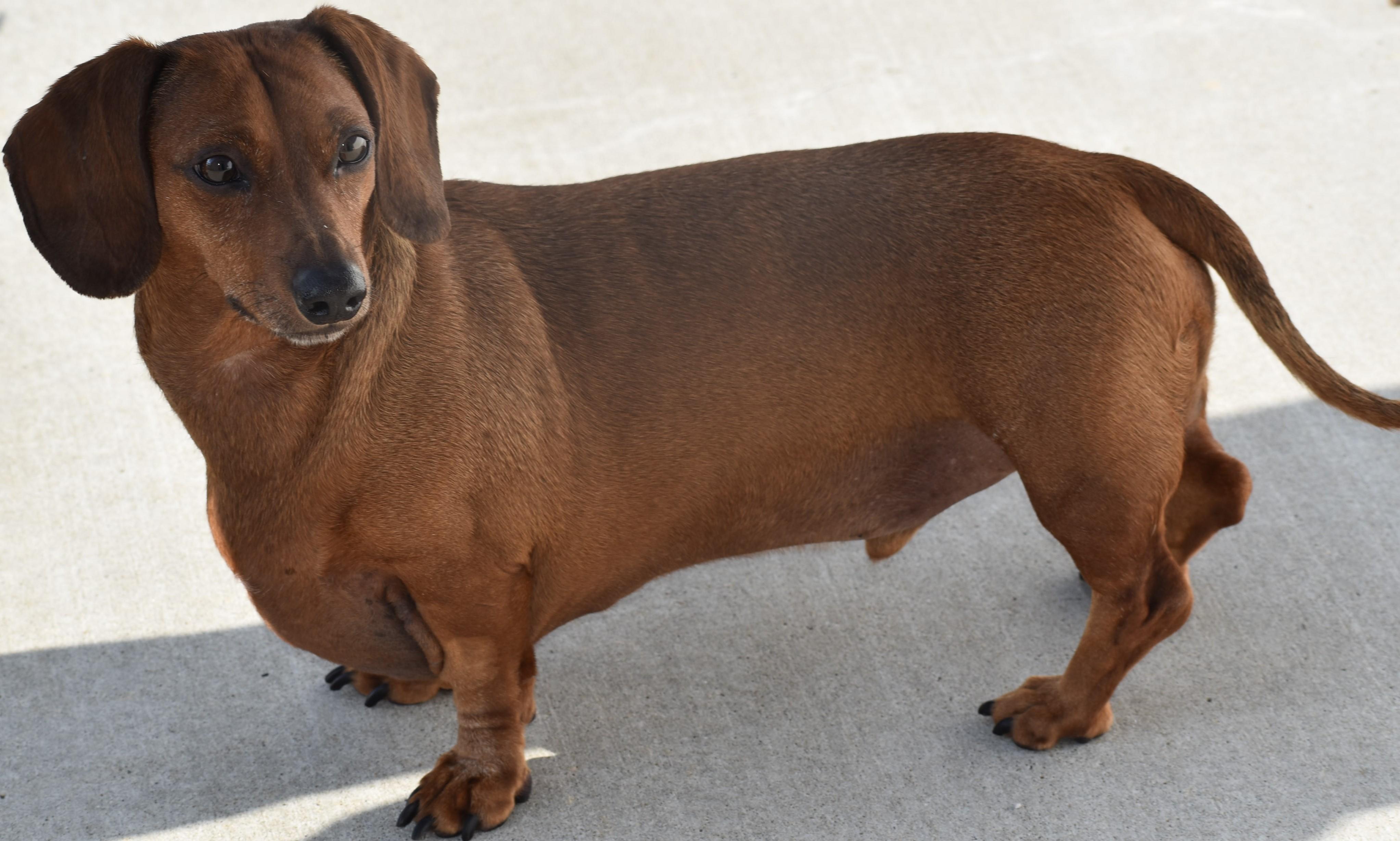 Luke in WI, a Adoptable Dachshund in Milwaukee, WI image 3/5