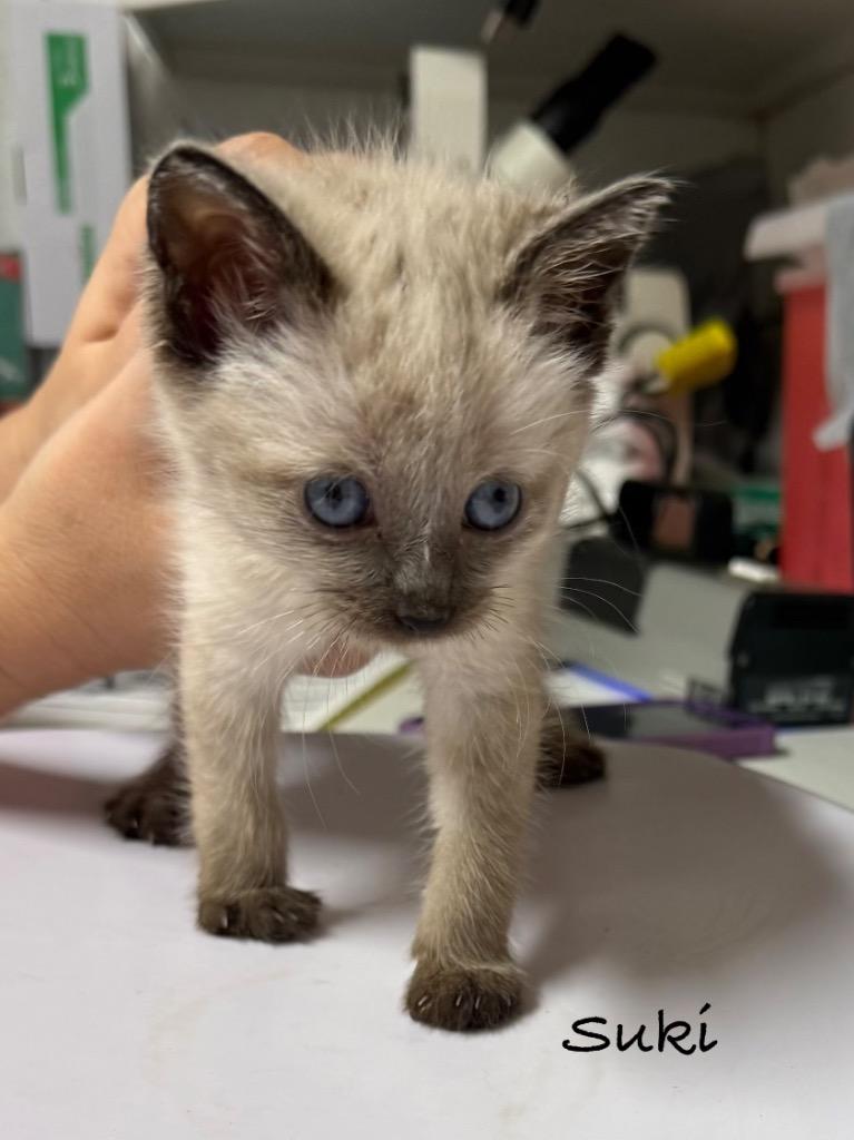 Suki, Adoptable, Kitten Male Siamese.