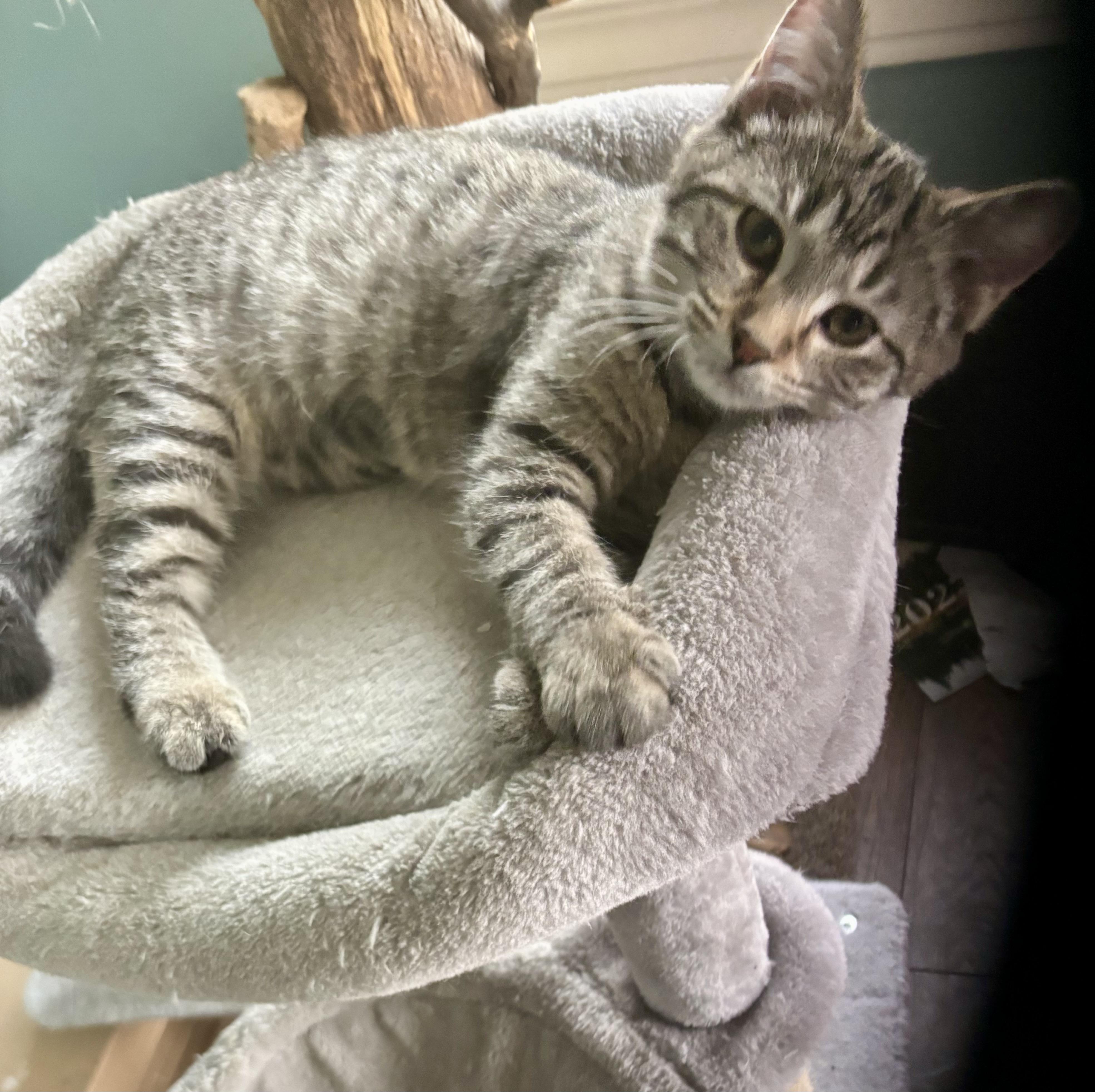 Miracle, Adoptable, Kitten Female Domestic Short Hair.