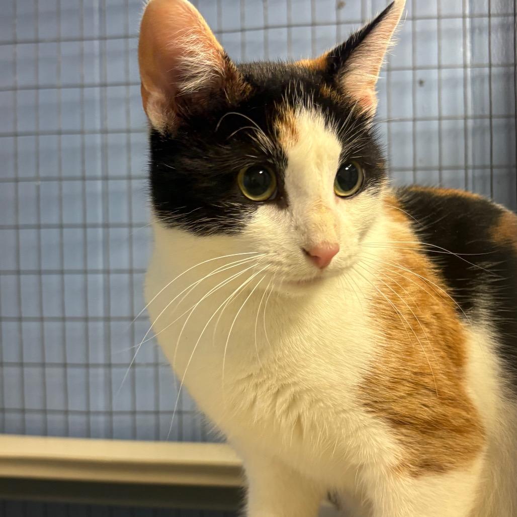 Joni, Adoptable, Adult Female American Shorthair.