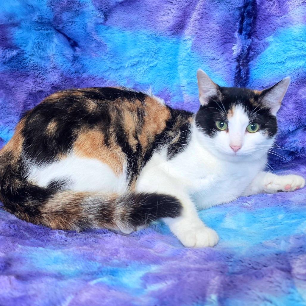 Enlarge Joni, a Adoptable American Shorthair in Tipton, IA image 2/2