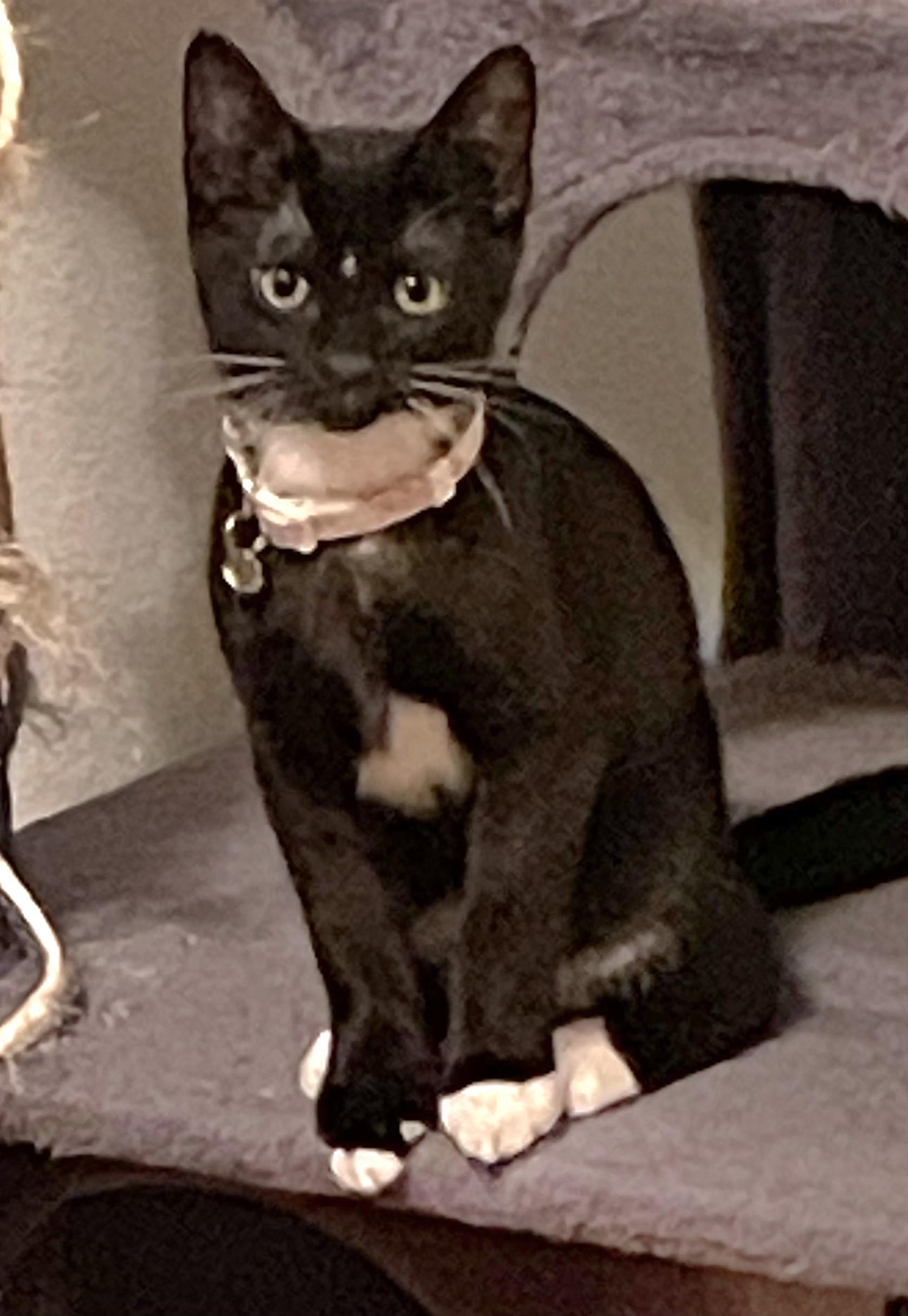 Victoria, Adoptable, Kitten Female Domestic Short Hair.