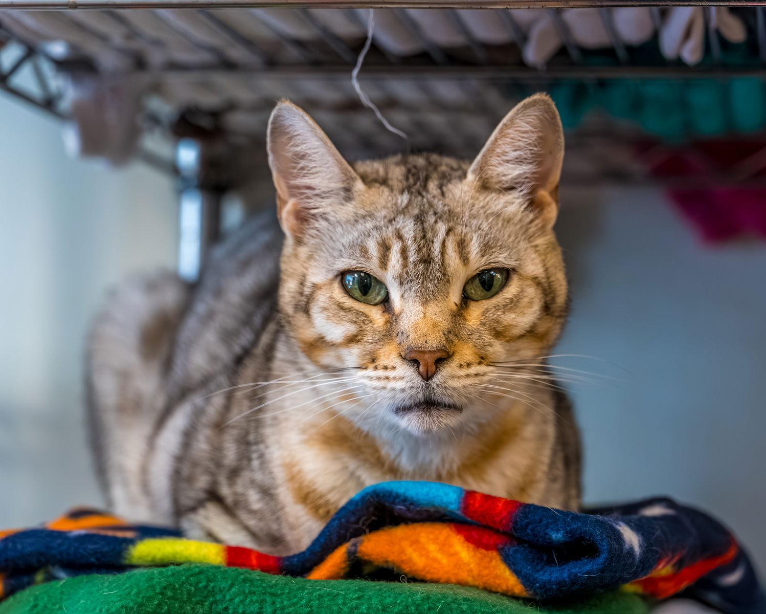 Lizzy — thumbnail 2