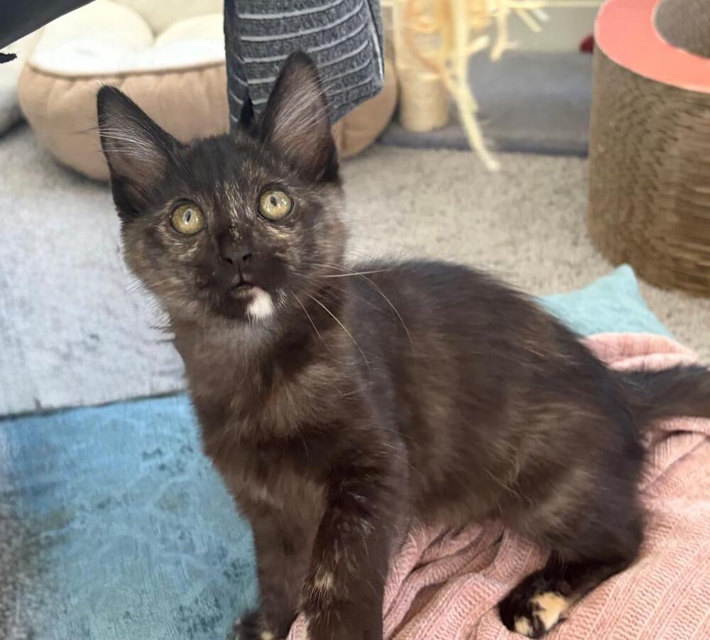 Minka, Adoptable, Kitten Female Domestic Short Hair & Domestic Short Hair.
