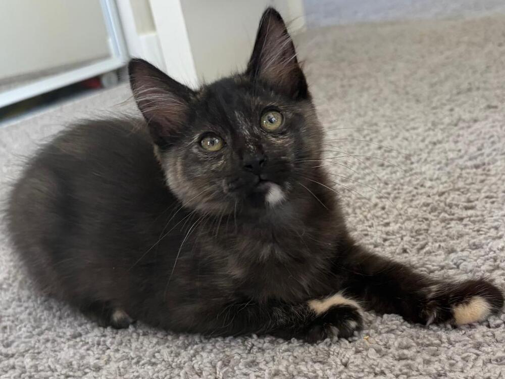 Enlarge Minka, a Adoptable mixed breed in Oceanside, CA image 5/6