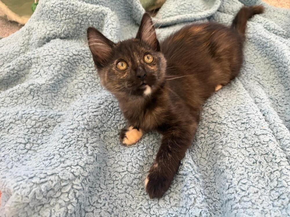 Enlarge Minka, a Adoptable mixed breed in Oceanside, CA image 6/6