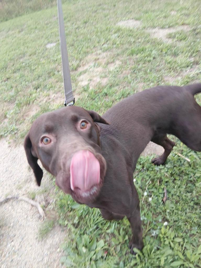 Count Chocula, Adoptable, Young Male Labrador Retriever.