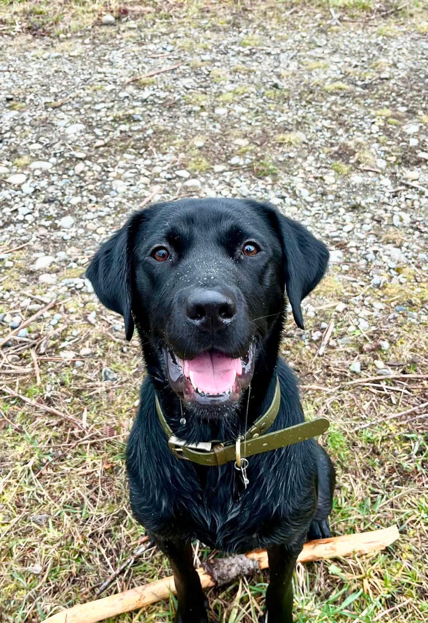 Stoney, a ADOPTABLE Black Labrador Retriever in Kirkland, WA image 2/4
