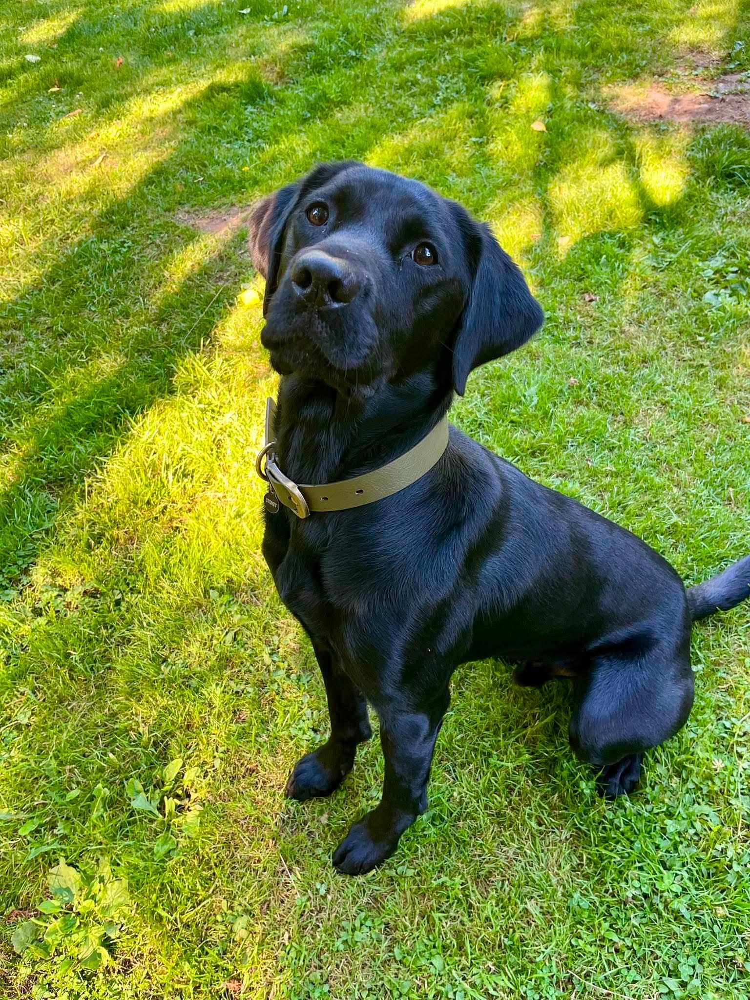 Stoney, ADOPTABLE, Young Male Black Labrador Retriever.