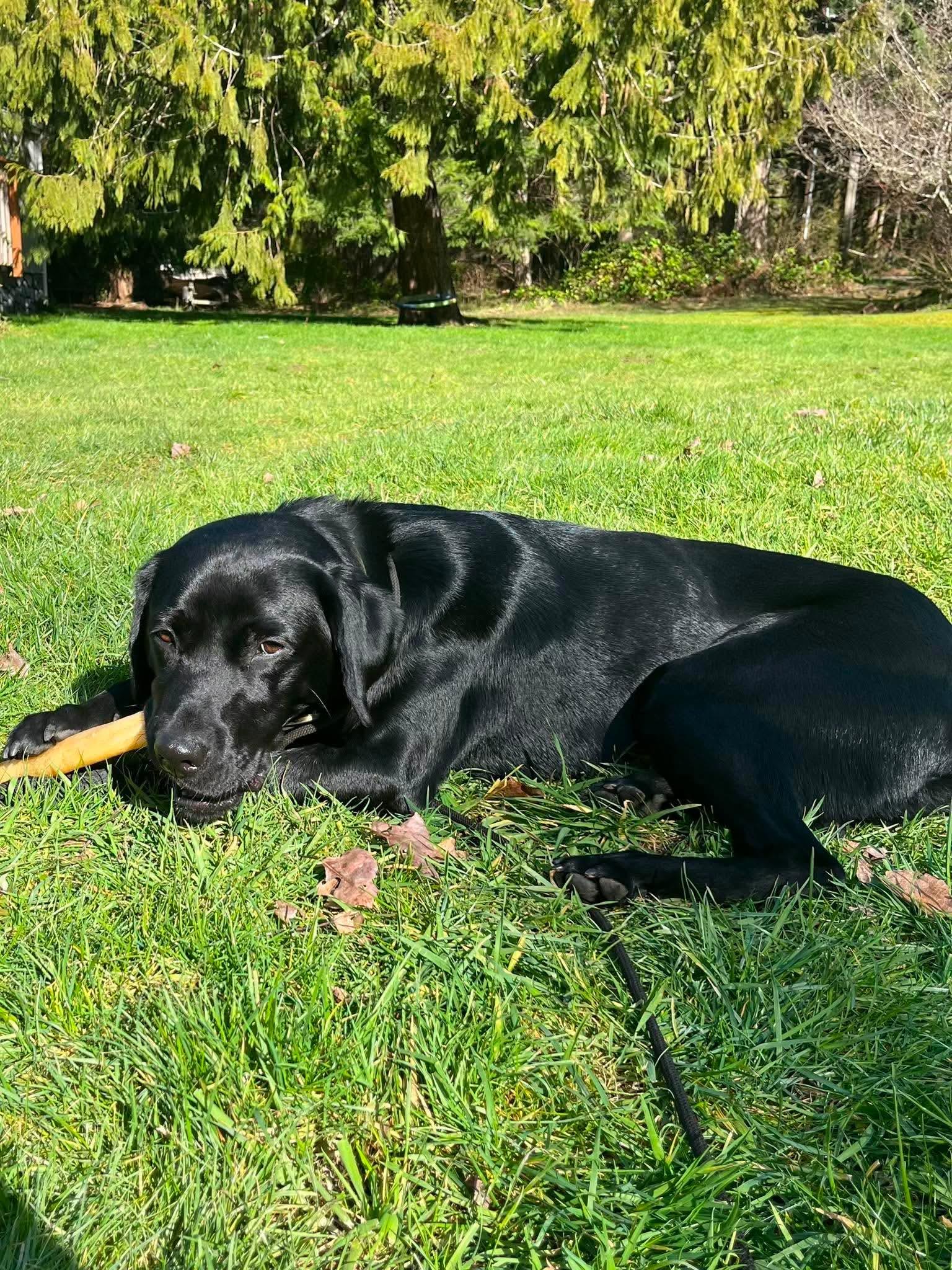Stoney, a ADOPTABLE Black Labrador Retriever in Kirkland, WA image 3/4