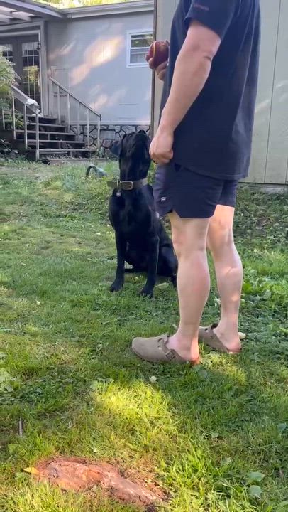 Enlarge Stoney, a ADOPTABLE Black Labrador Retriever in Kirkland, WA video 4/4