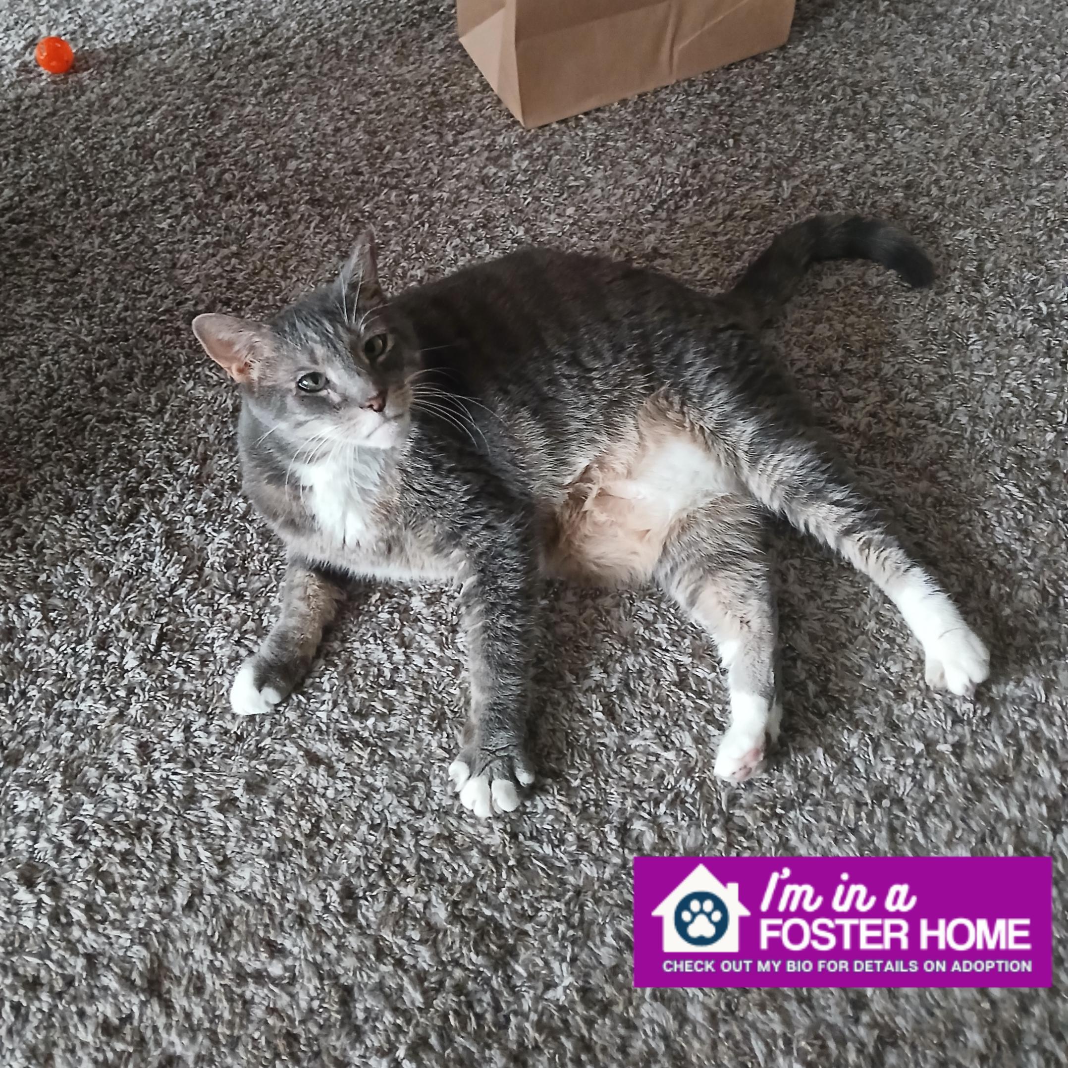 Gray-C, Adoptable, Senior Female Domestic Short Hair.