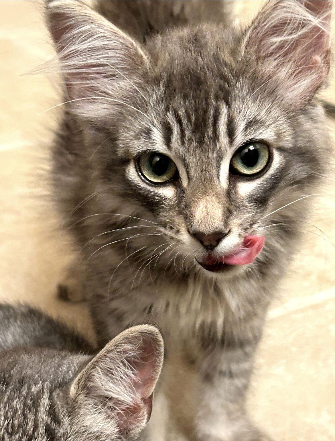 Oliver, Adoptable, Kitten Male Domestic Medium Hair & Tabby.