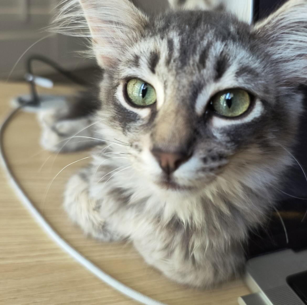 Enlarge Oliver, a Adoptable mixed breed in Campbell, CA image 2/3