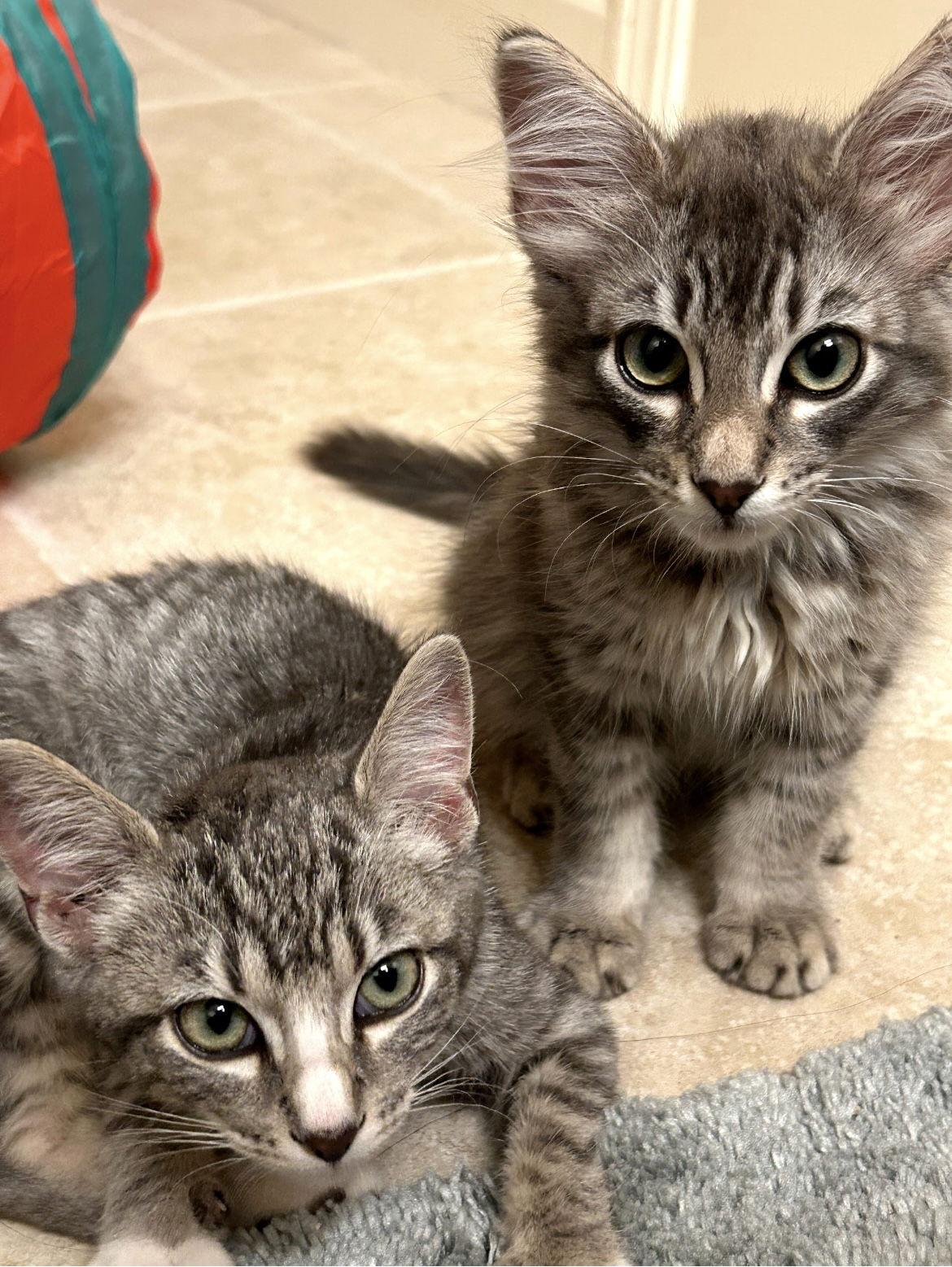 Enlarge Oliver, a Adoptable mixed breed in Campbell, CA image 3/3