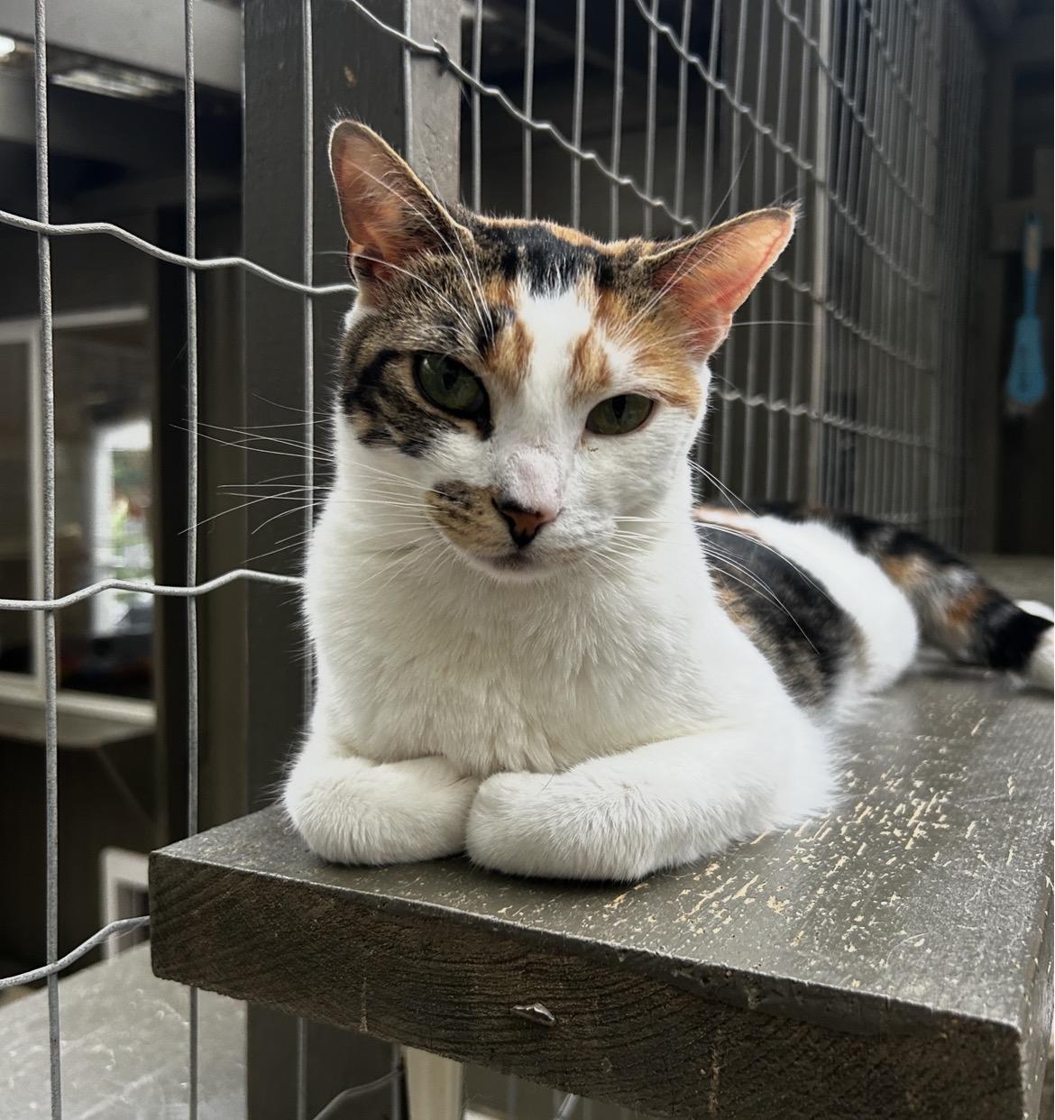 Roma, ADOPTABLE, Young Female Calico.