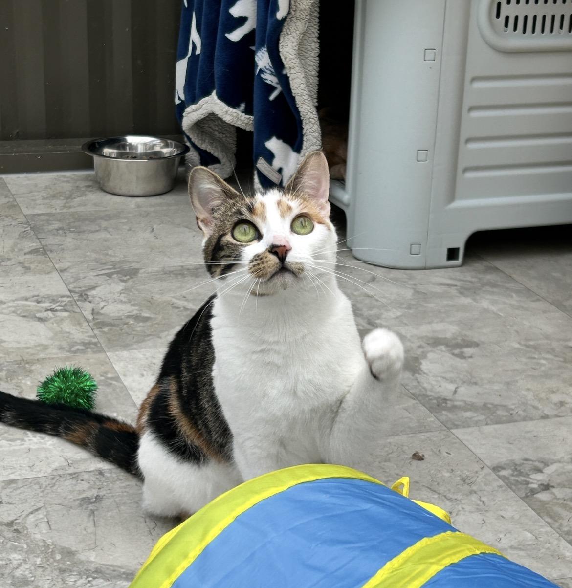 Enlarge Roma, a ADOPTABLE Calico in Maple Ridge, BC image 6/6