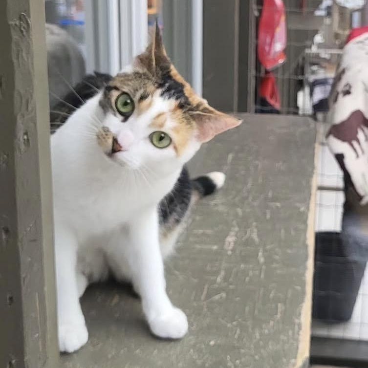Roma, ADOPTABLE, Young Female Calico.