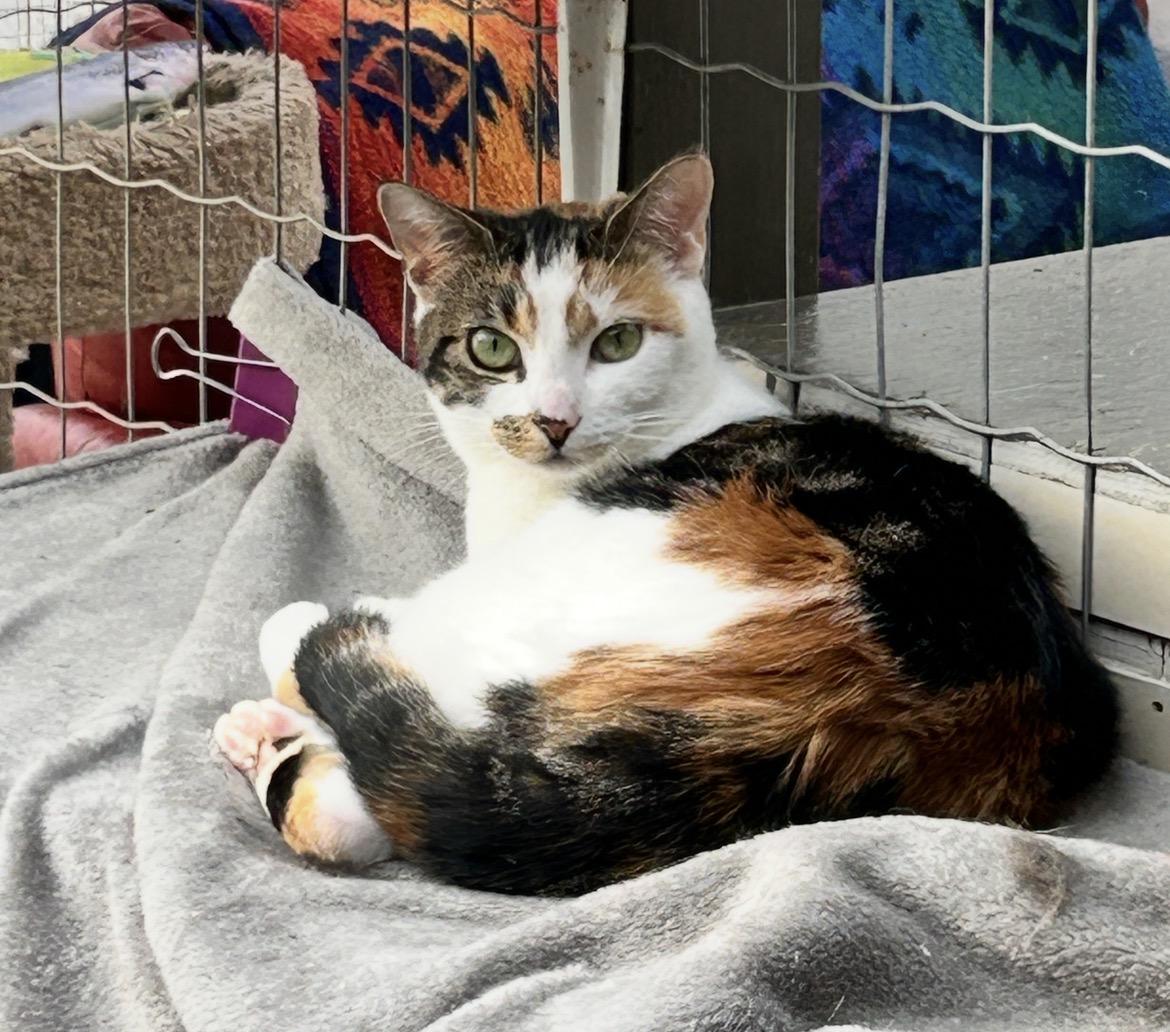 Enlarge Roma, a ADOPTABLE Calico in Maple Ridge, BC image 2/6
