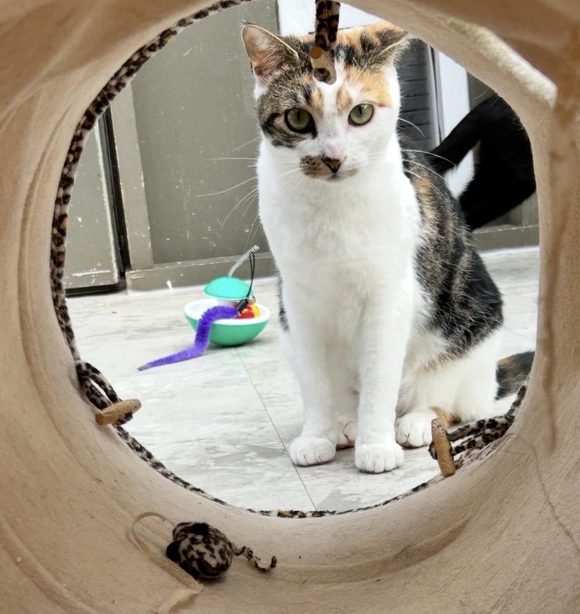 Enlarge Roma, a ADOPTABLE Calico in Maple Ridge, BC image 5/6