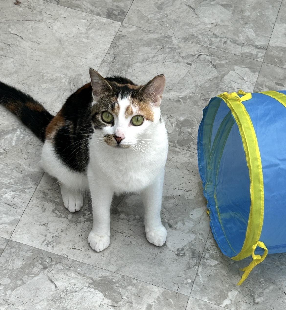 Enlarge Roma, a ADOPTABLE Calico in Maple Ridge, BC image 4/6