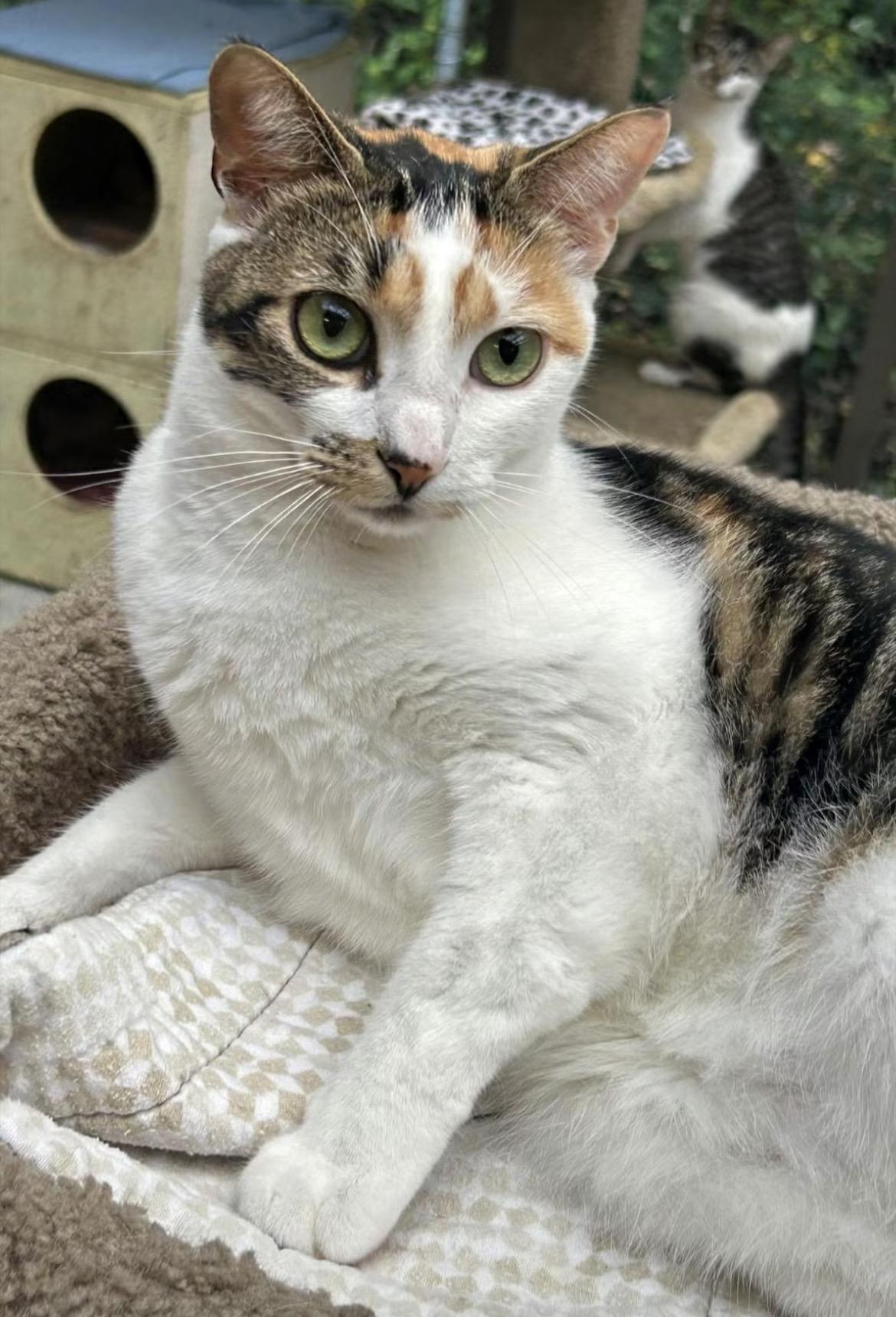 Enlarge Roma, a ADOPTABLE Calico in Maple Ridge, BC image 4/6