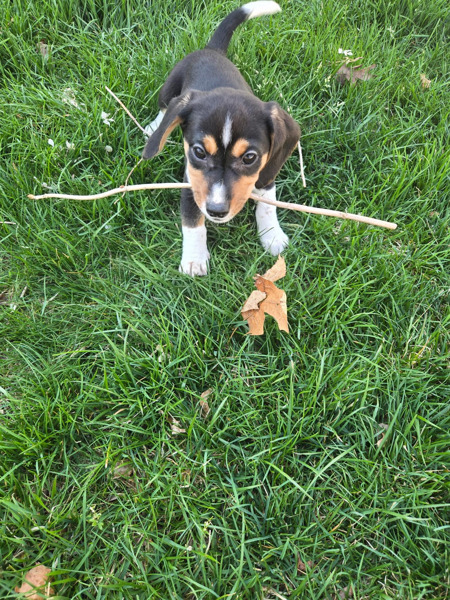 Enlarge Echo, a ADOPTABLE mixed breed in Barnegat, NJ image 3/3