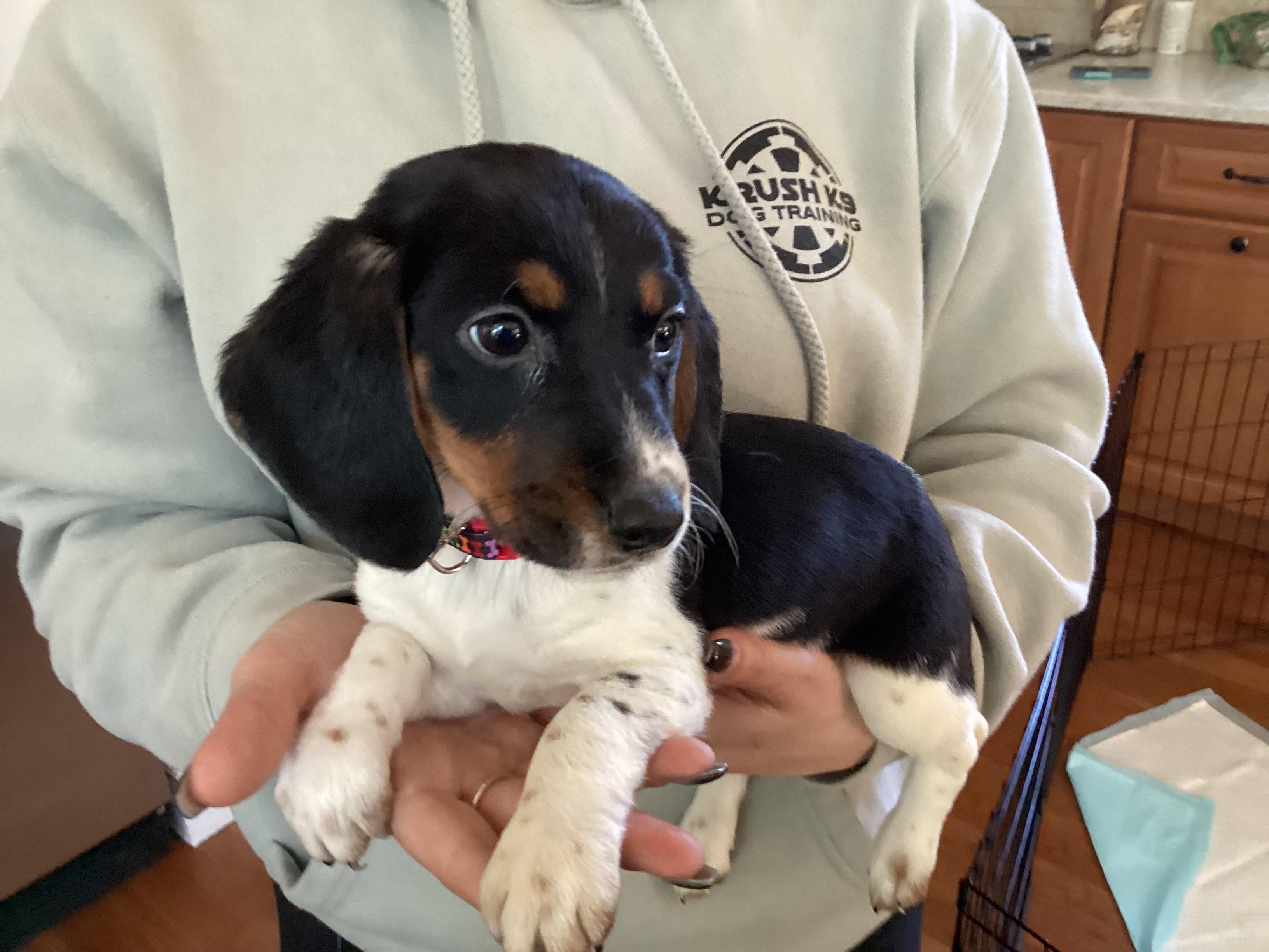 Enlarge Echo, a ADOPTABLE mixed breed in Barnegat, NJ image 2/3