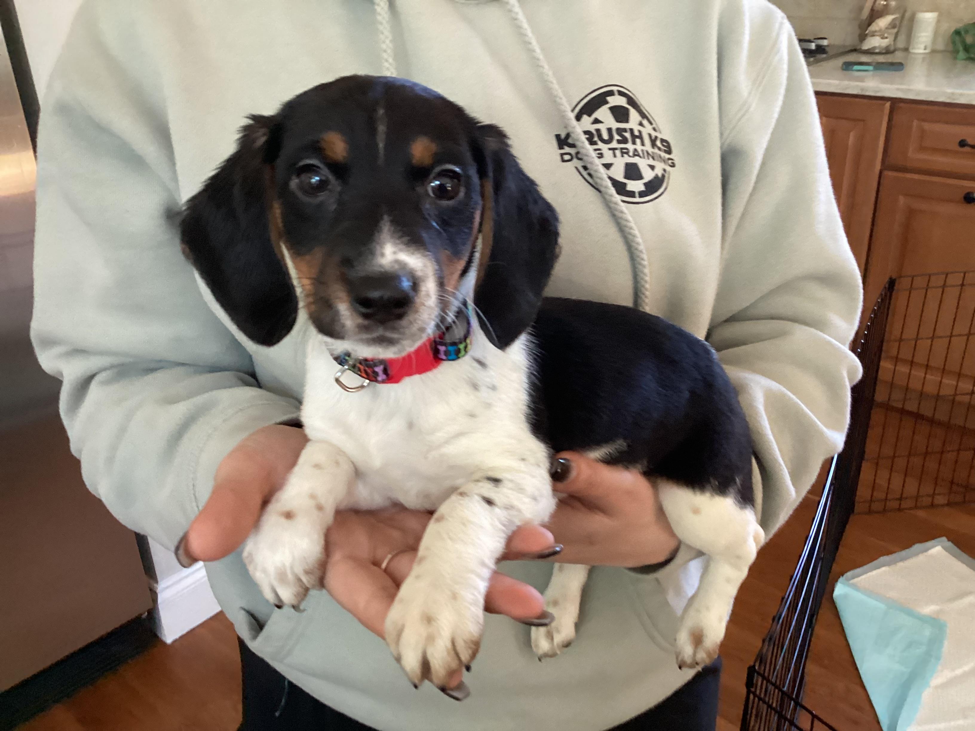 Echo, ADOPTABLE, Puppy Female Beagle & Jack Russell Terrier.
