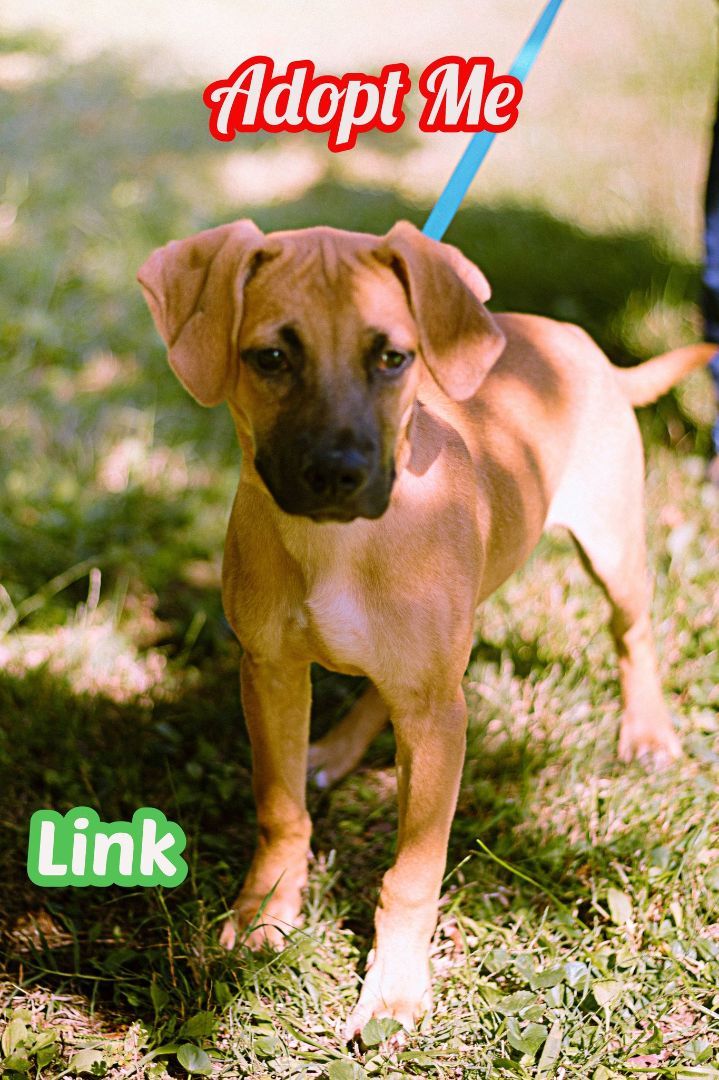 Link, Adopted, Puppy Male Black Mouth Cur & Labrador Retriever.