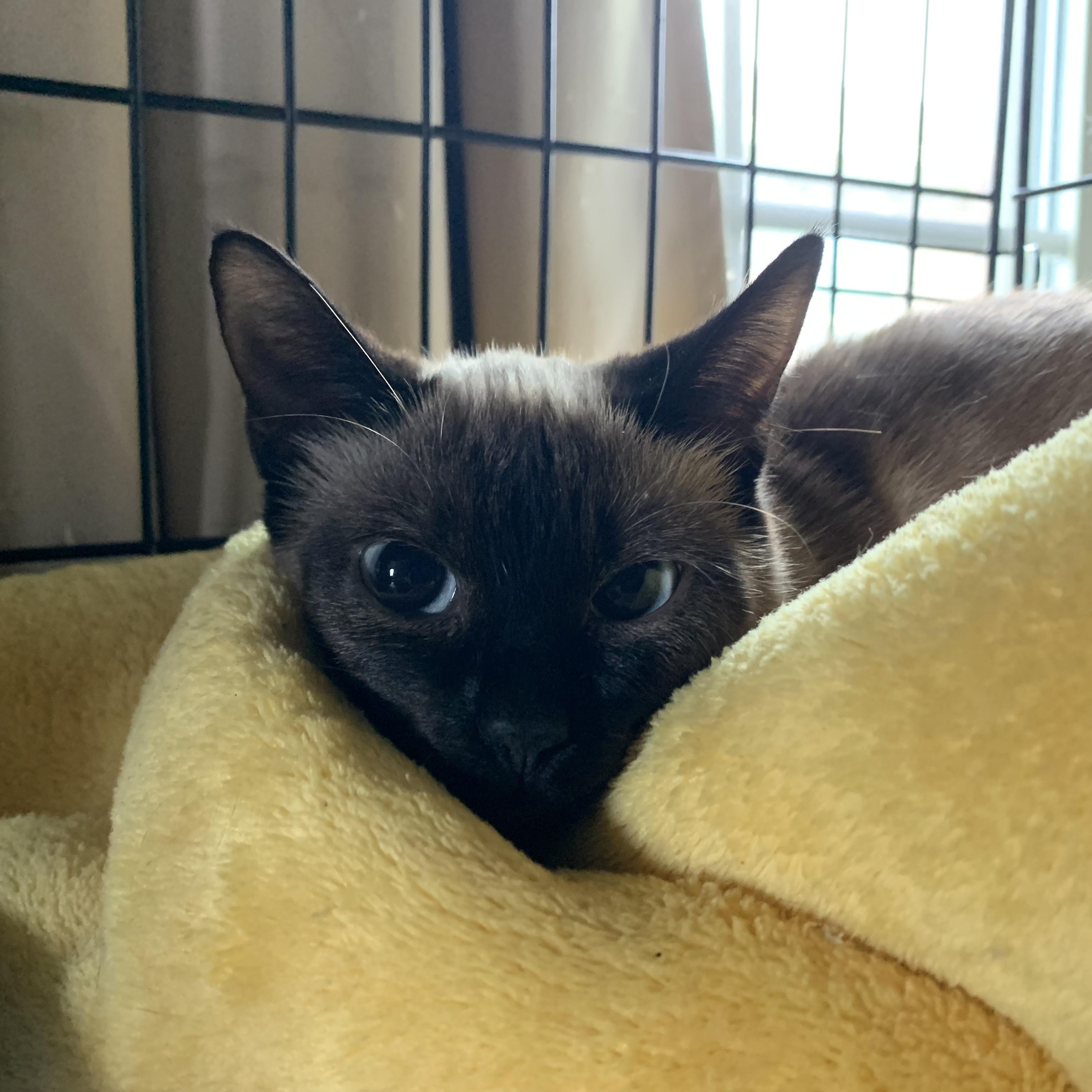 Enlarge Sasha, an adopted Siamese in Colcord, OK image 2/3