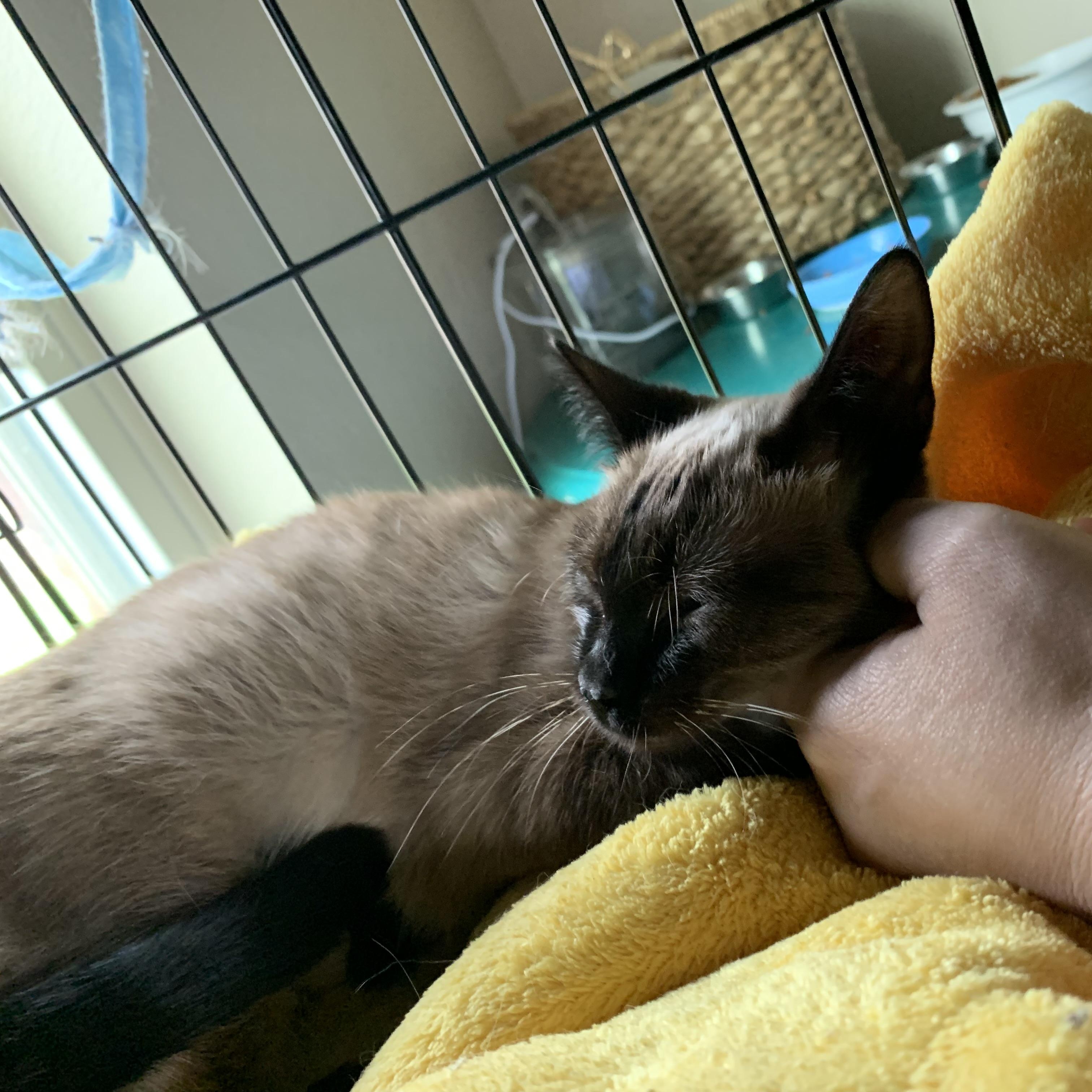 Enlarge Sasha, an adopted Siamese in Colcord, OK image 3/3