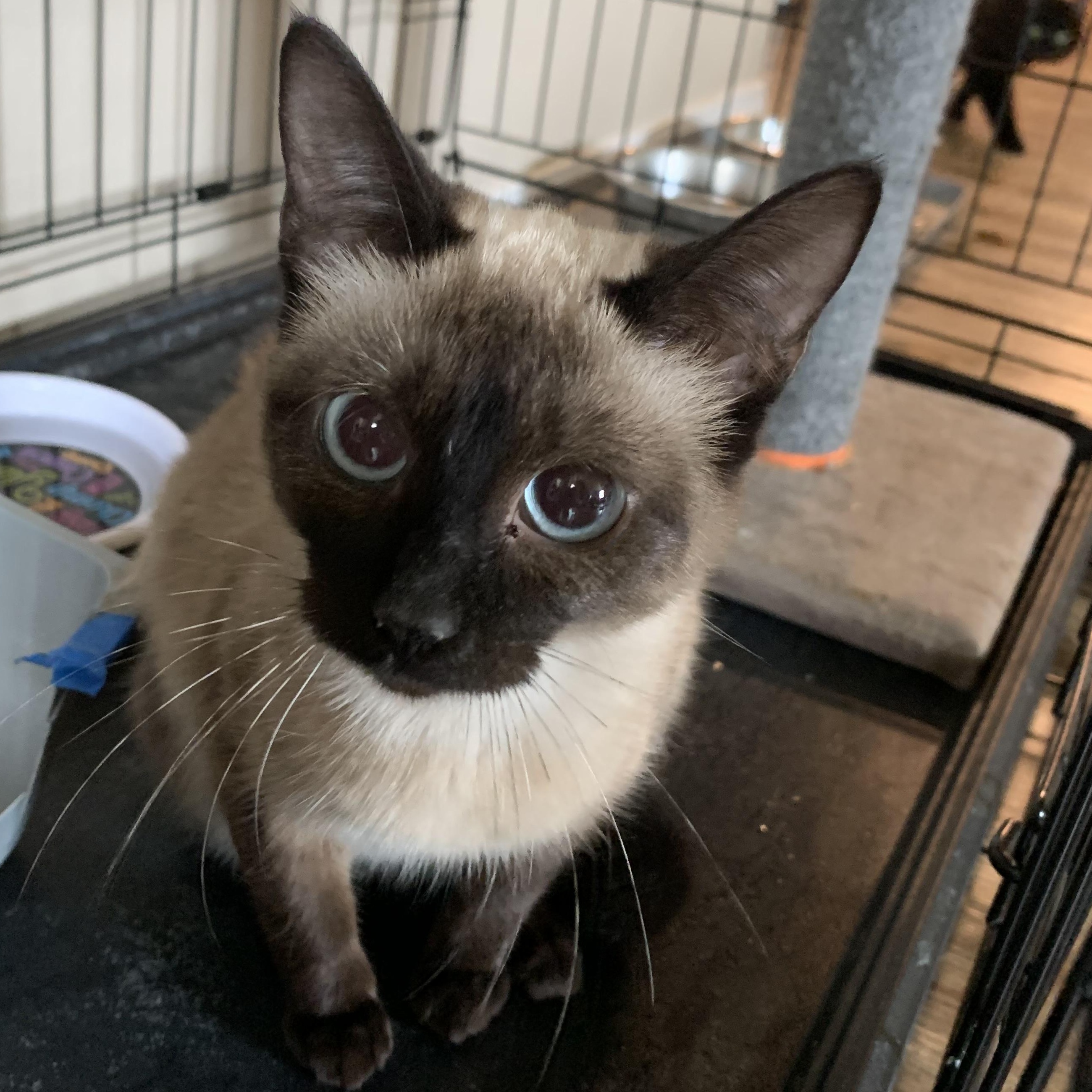 Sasha, adopted, Kitten Female Siamese.