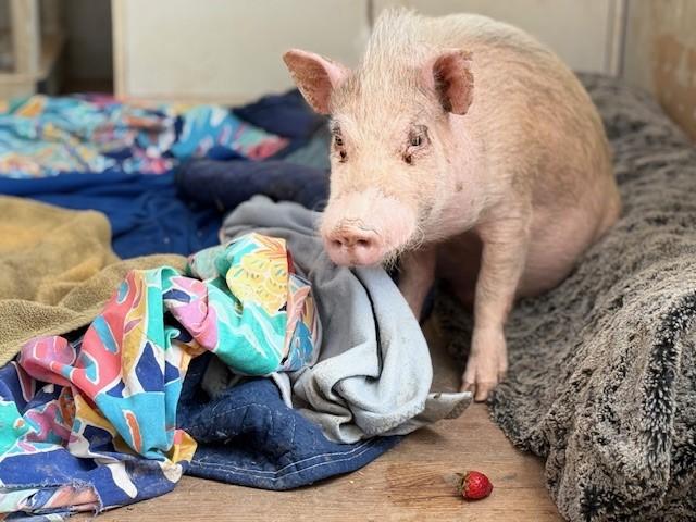 Scooter, Adopted, Young Male Pot Bellied.