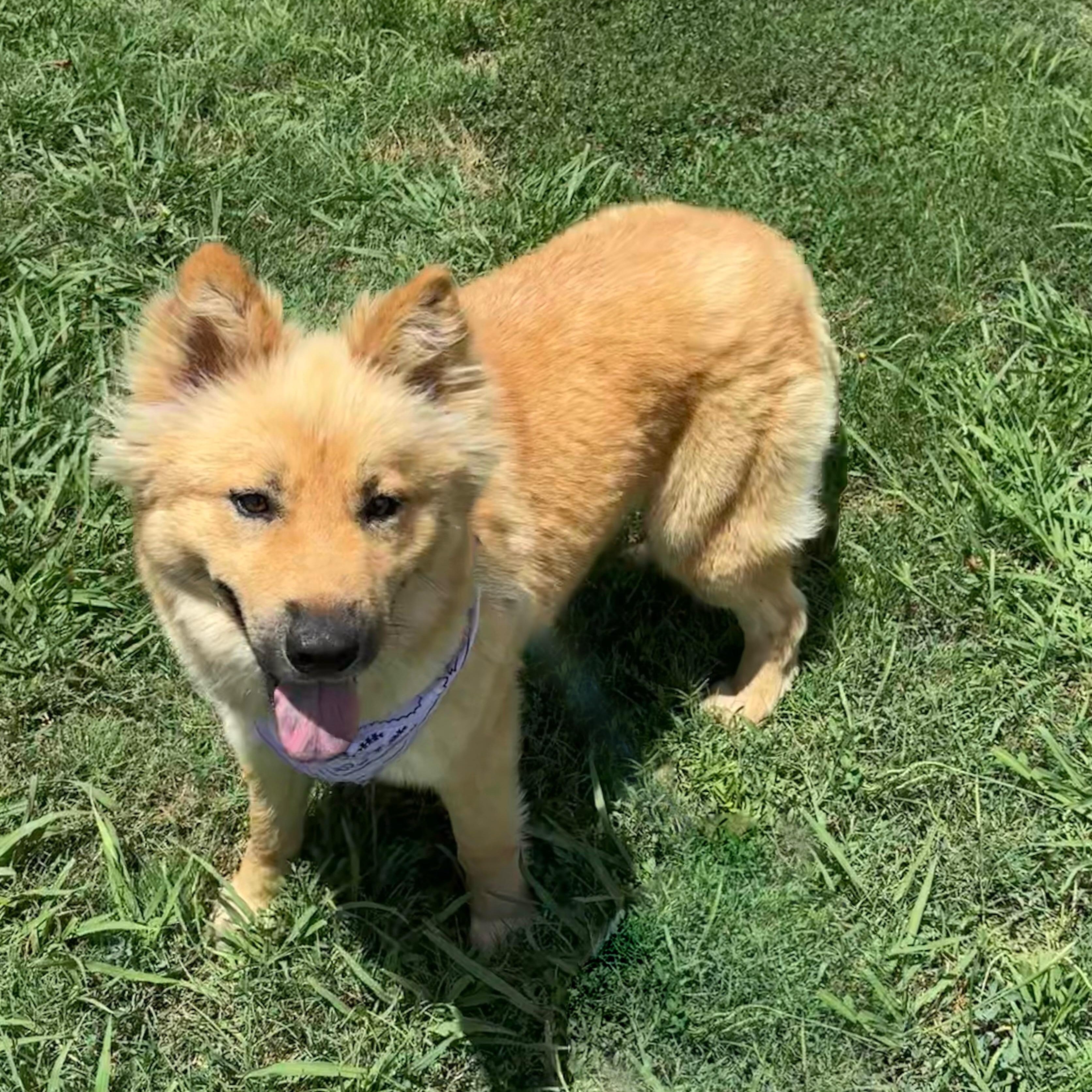 Polly, Young Female Chow Chow