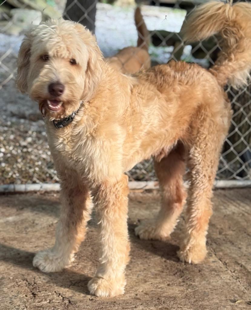 Enlarge Hudson, a Adopted mixed breed in Crossville, TN image 1/3