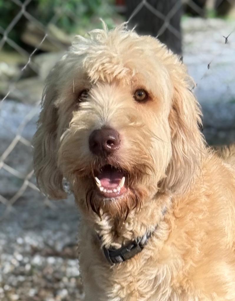 Enlarge Hudson, a Adopted mixed breed in Crossville, TN image 3/3