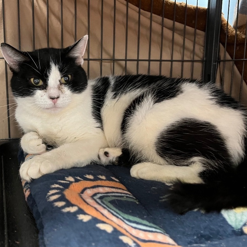 Chilly, a Adoptable Domestic Short Hair in Cortland, NY image 2/4