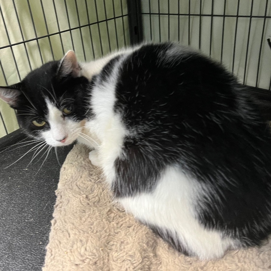 Chilly, a Adoptable Domestic Short Hair in Cortland, NY image 3/4